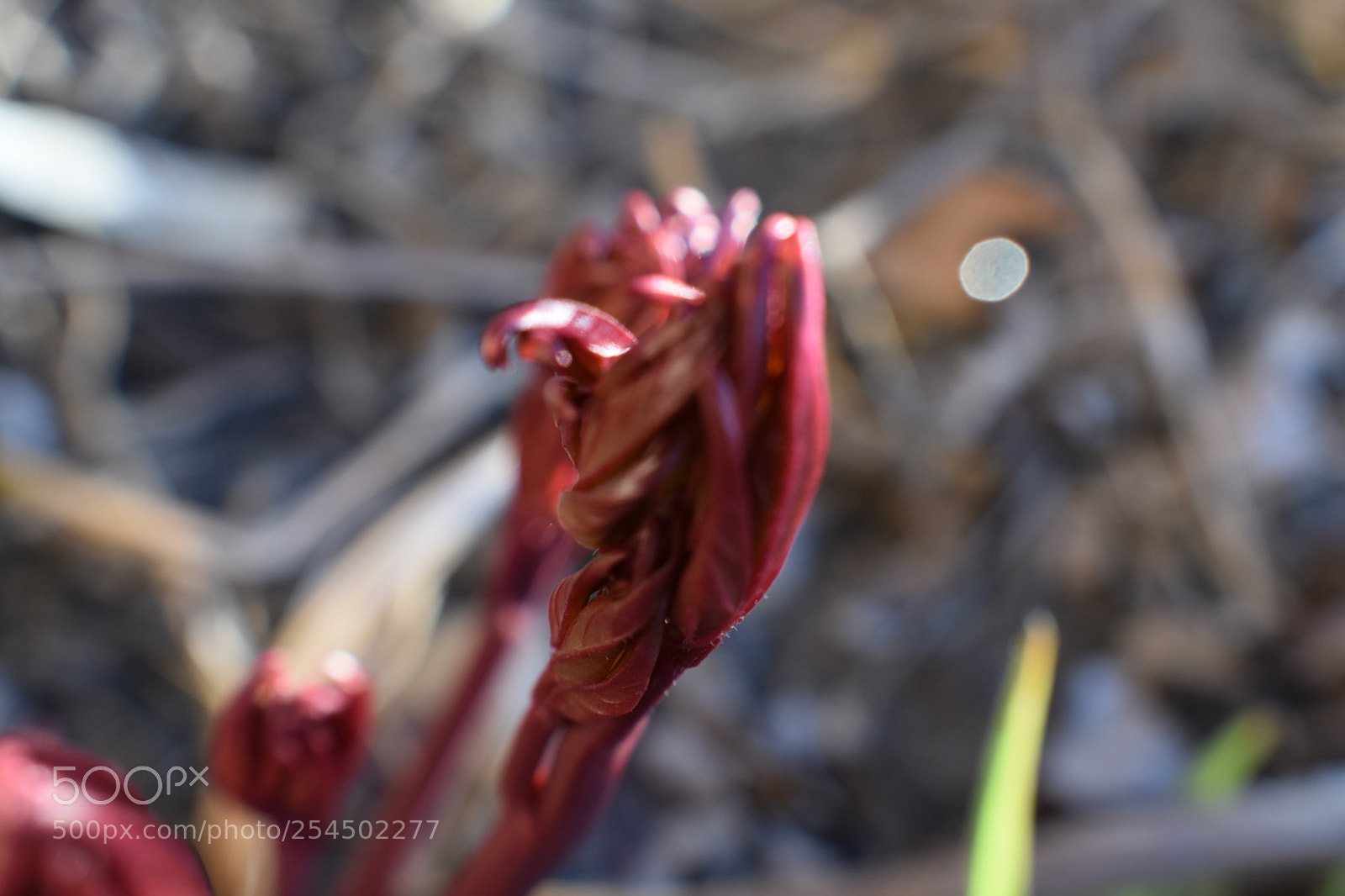Nikon D3400 sample photo. Spring photography