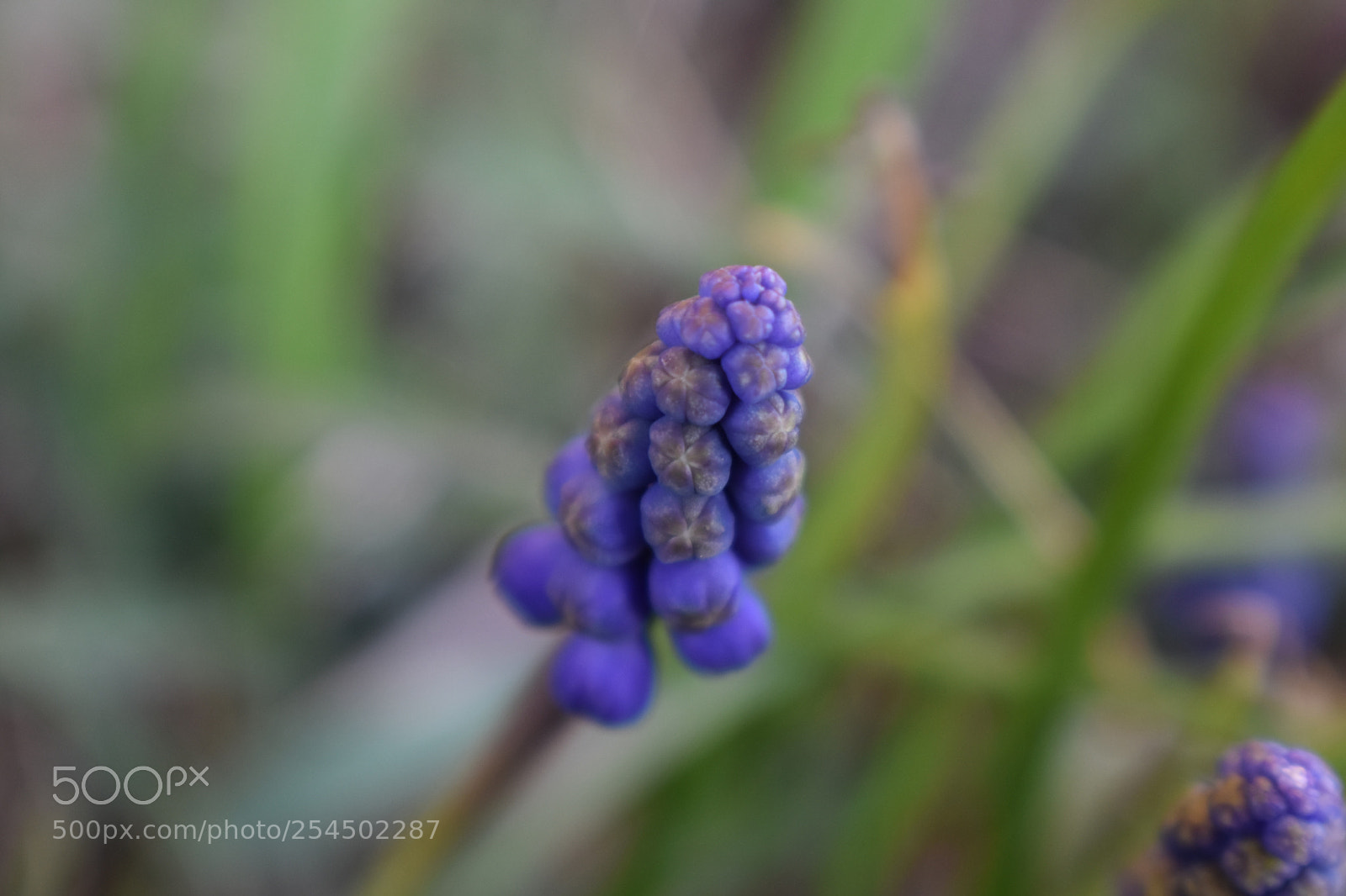 Nikon D3400 sample photo. Spring photography