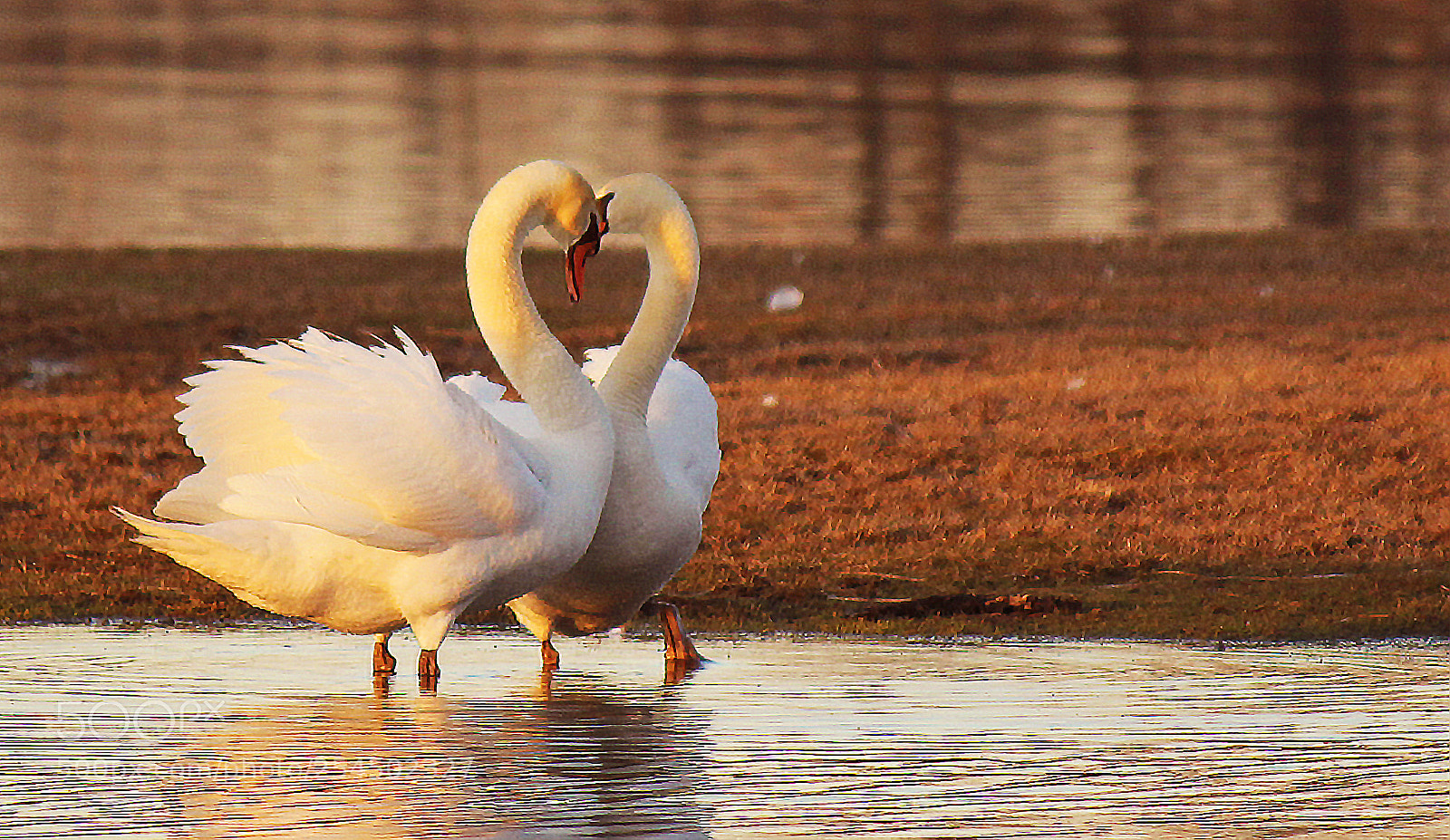 Canon EOS 550D (EOS Rebel T2i / EOS Kiss X4) sample photo. Love is in the photography