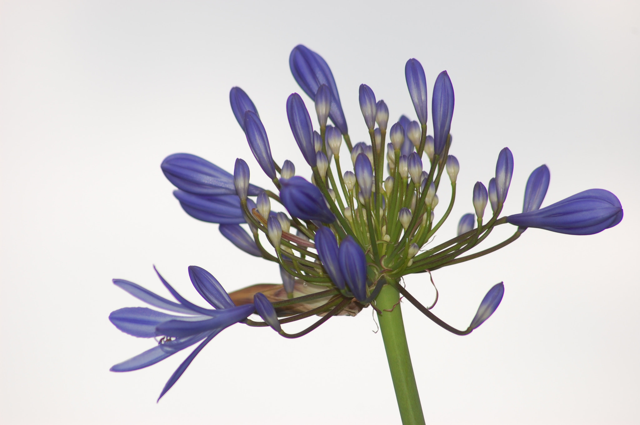 Sigma 70-300mm F4-5.6 APO DG Macro sample photo. Flower power blue photography