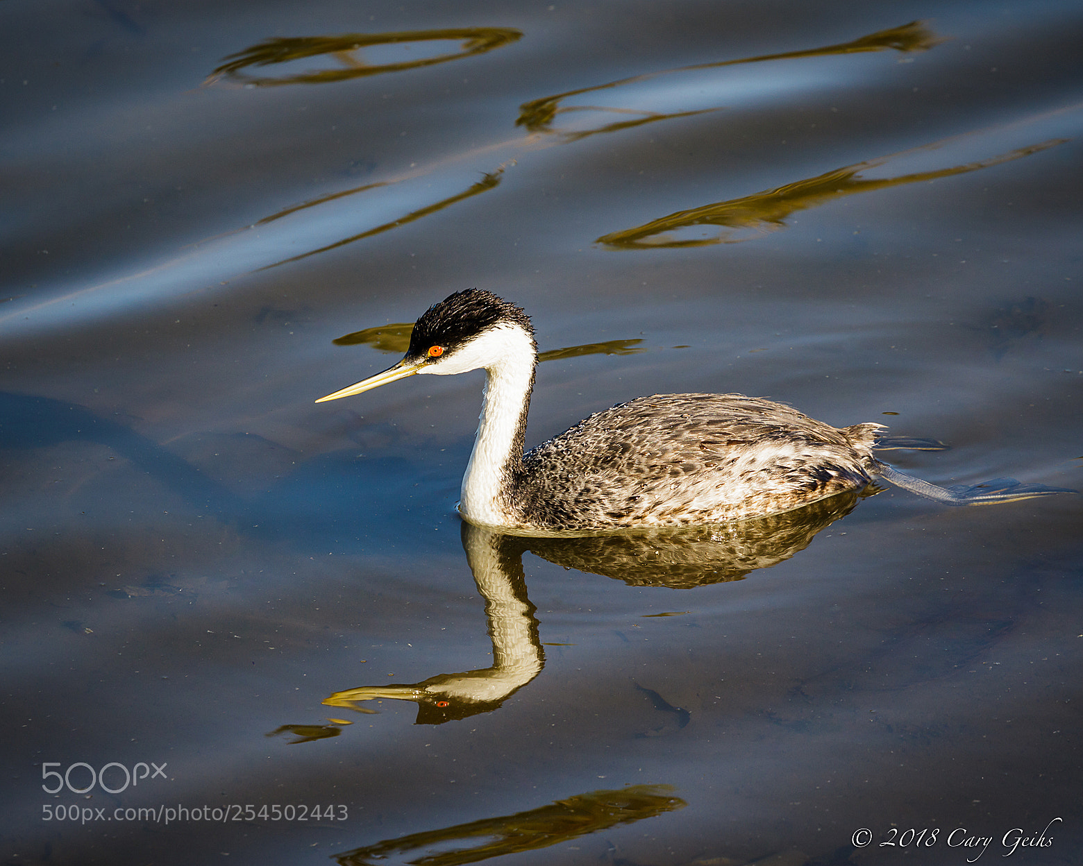 Canon EOS 7D Mark II sample photo. Western grebe photography