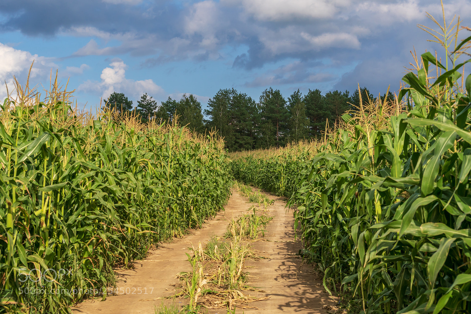 Sony ILCA-77M2 sample photo. Matures in the corn photography