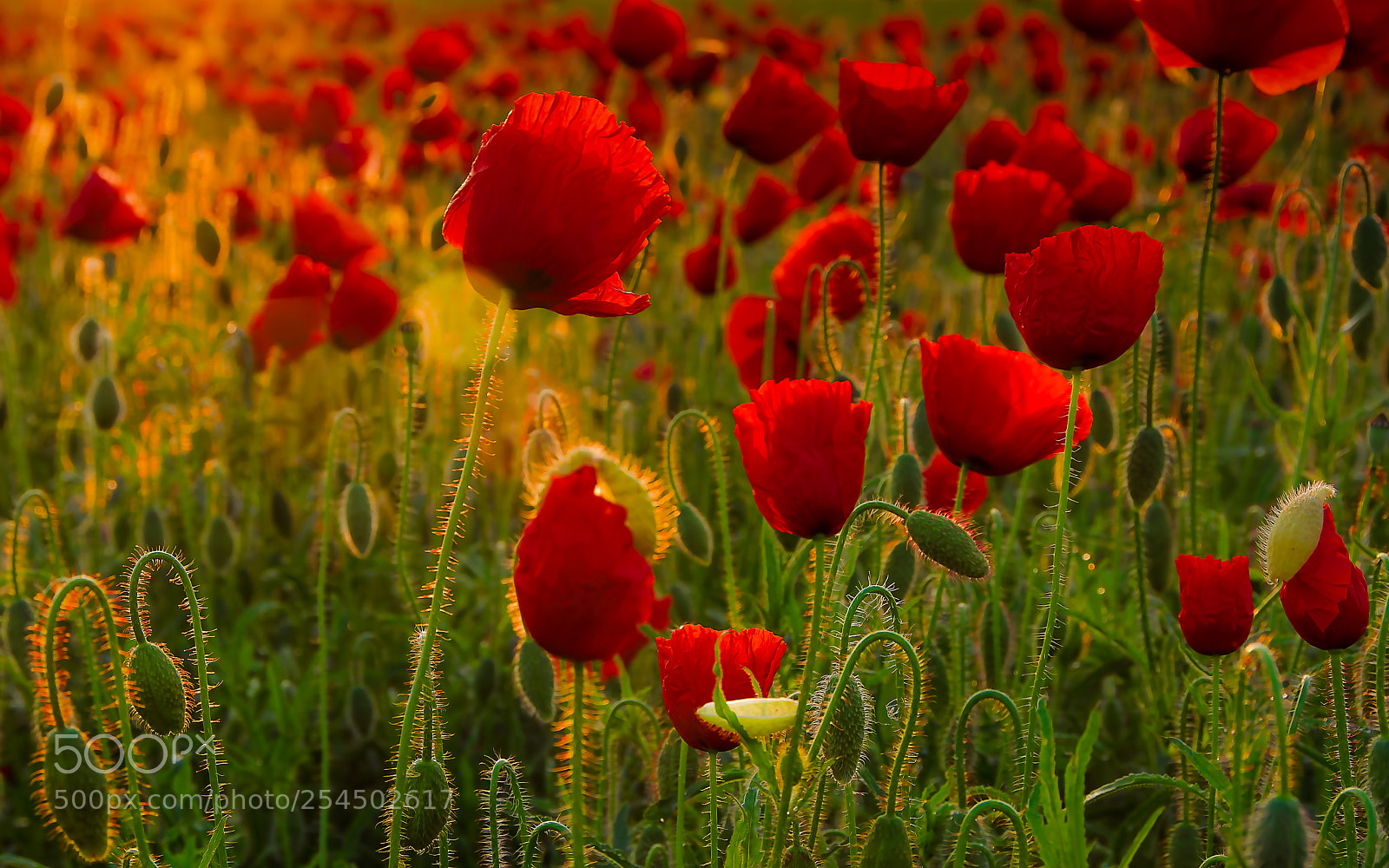 Nikon D7000 sample photo. Poppy flowers in morning photography