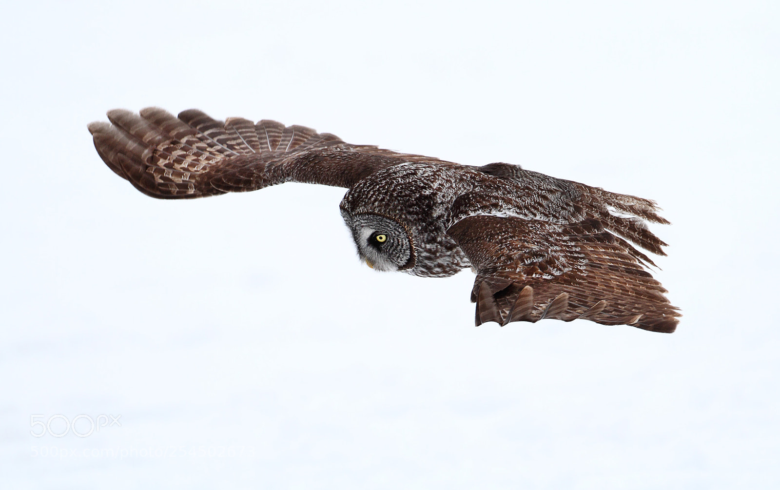 Canon EOS 7D sample photo. Winter's owl photography