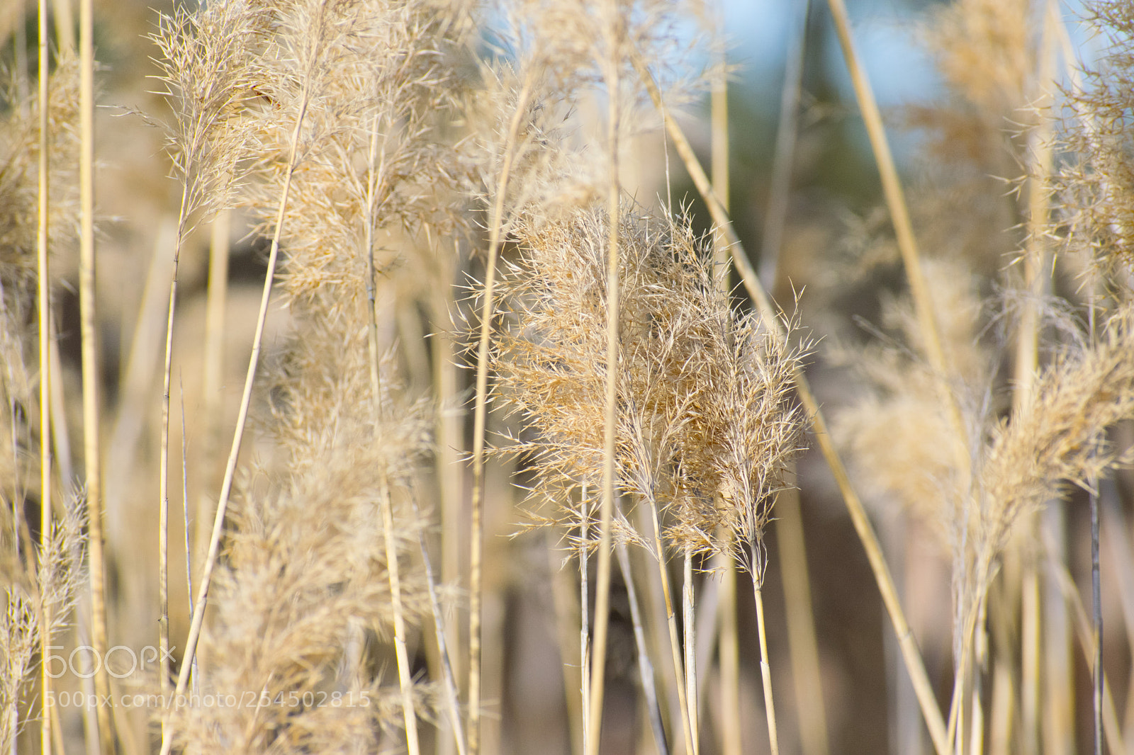 Nikon D3300 sample photo. The color of change photography