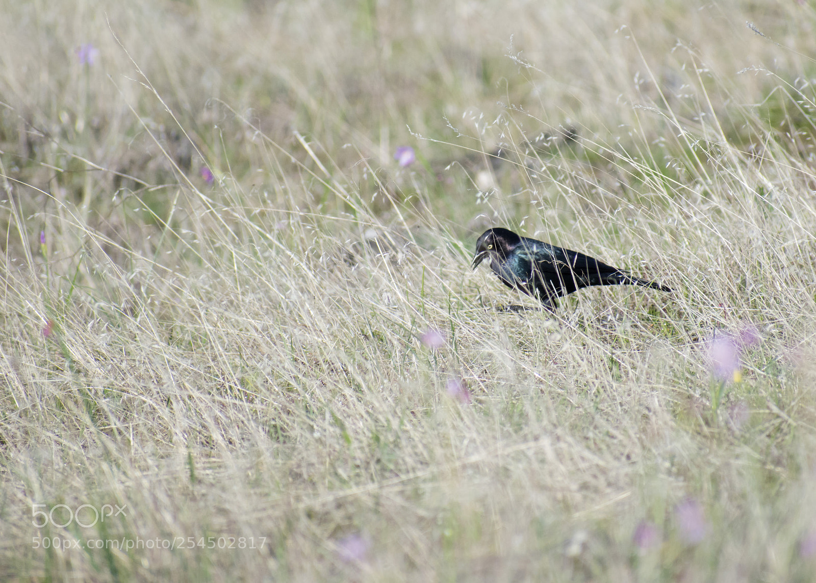 Nikon D3300 sample photo. Blue bird searching photography