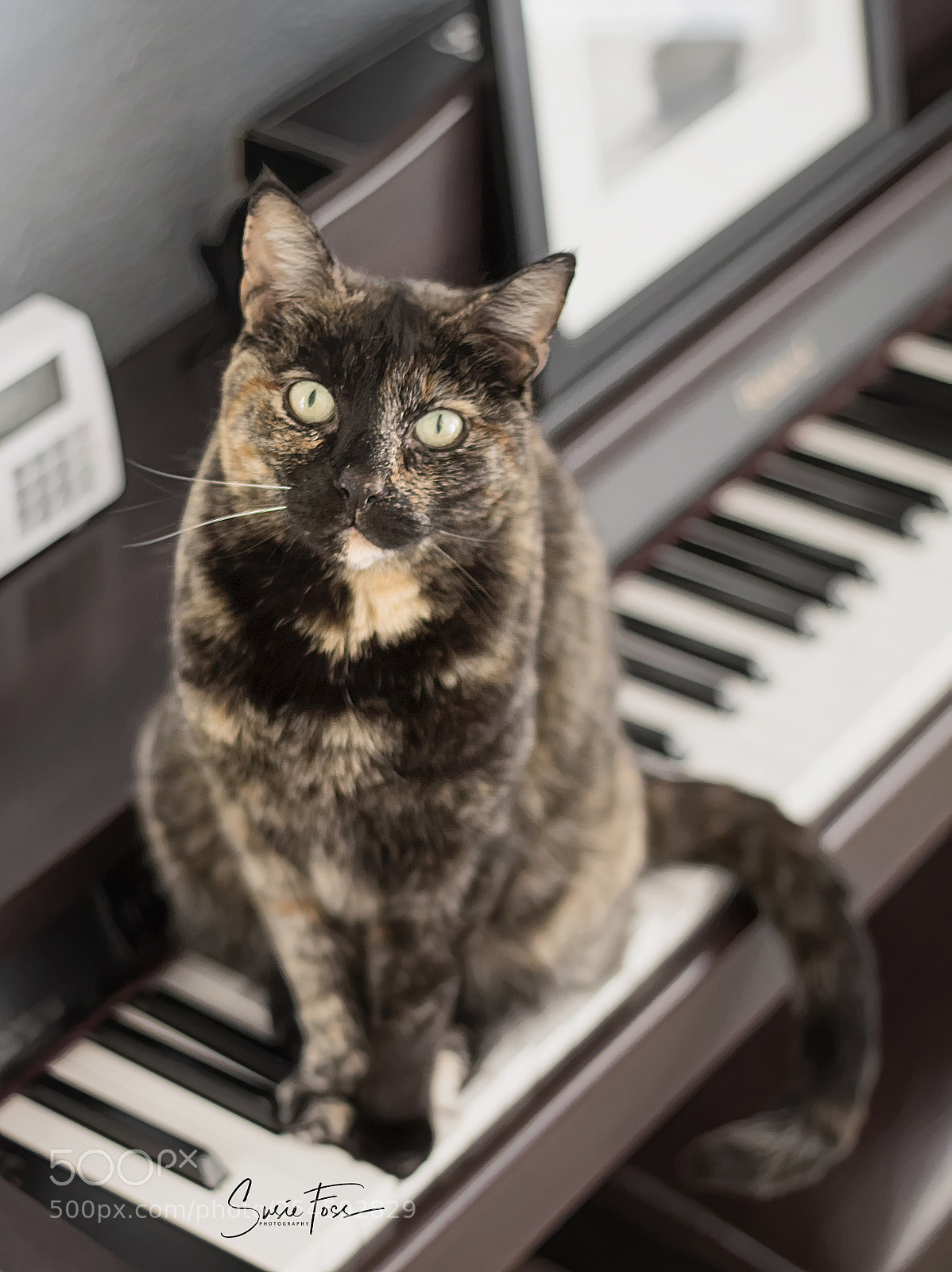 Canon EOS 70D sample photo. Making music with alice photography