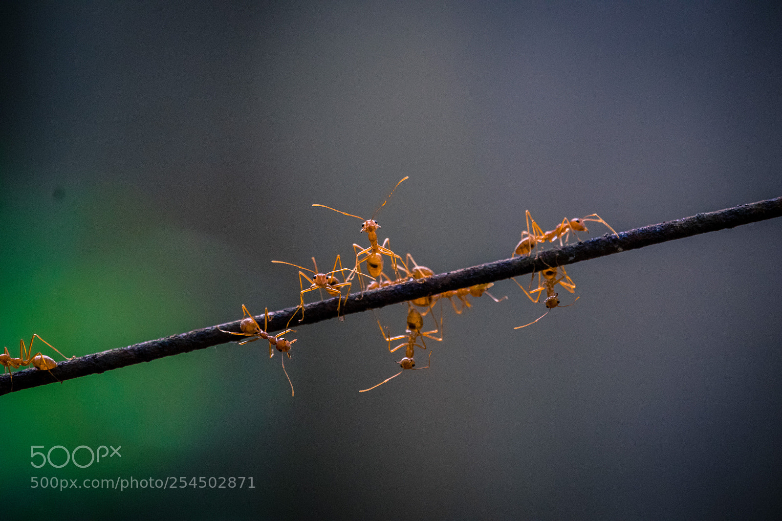 Canon EOS 80D sample photo. Ants photography