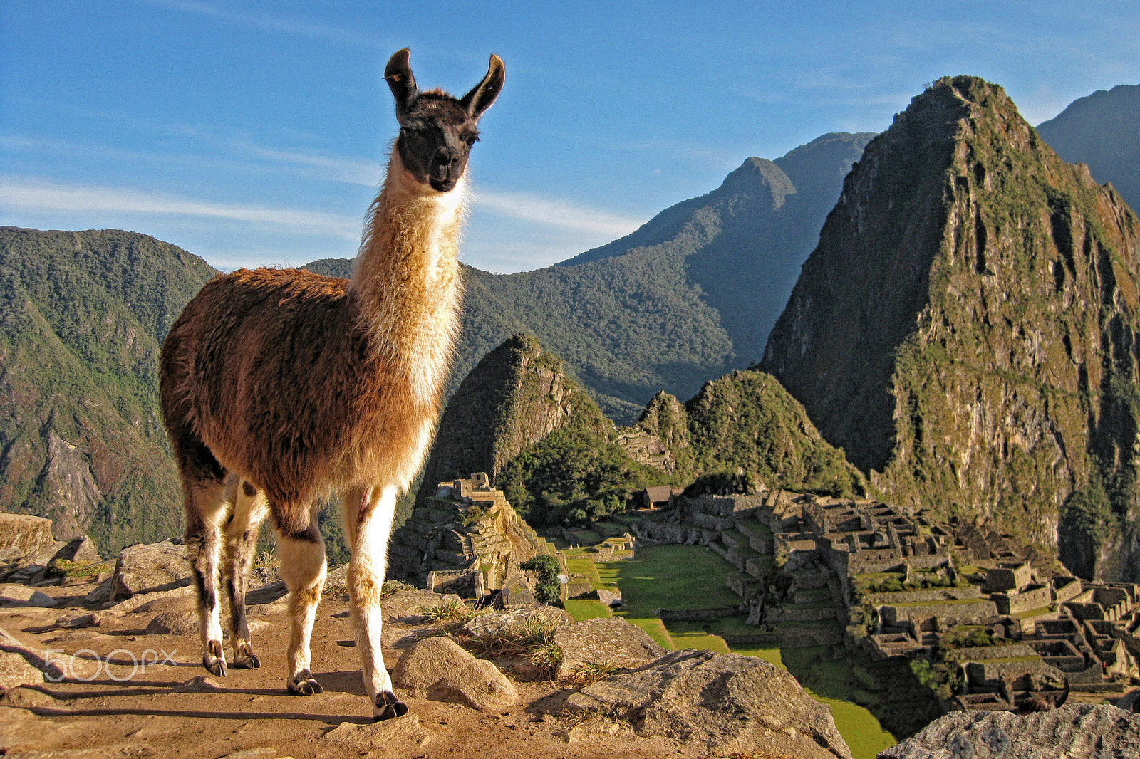 Canon PowerShot SD1100 IS (Digital IXUS 80 IS / IXY Digital 20 IS) sample photo. Llama at machu picchu photography