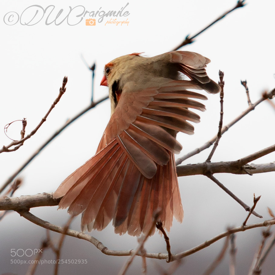 Canon EOS 7D Mark II sample photo. Female feathers photography