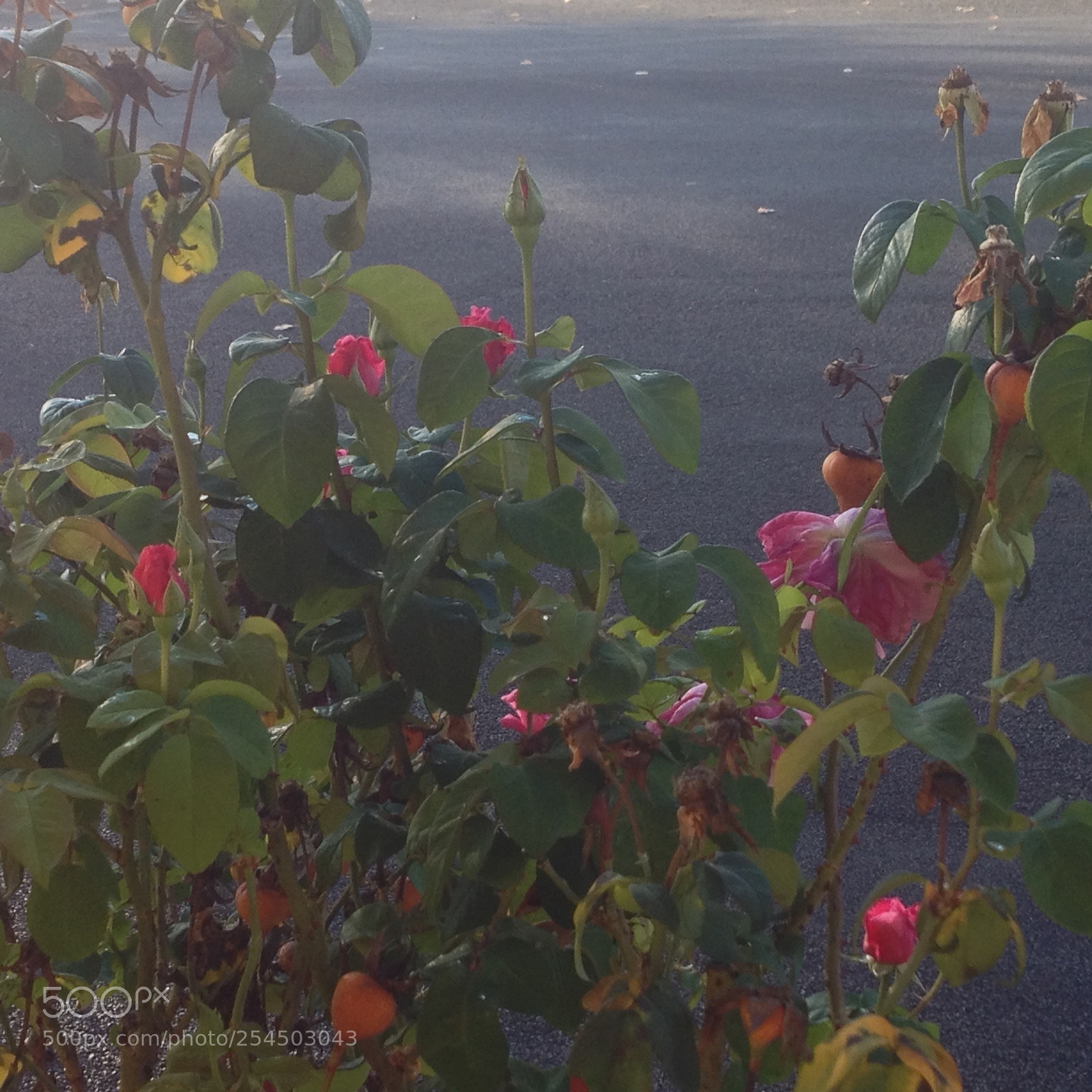 Apple iPhone 4S sample photo. Delta dawn photography