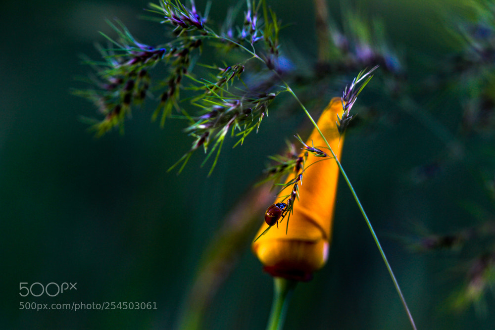 Canon EOS 7D sample photo. Life in the garden photography