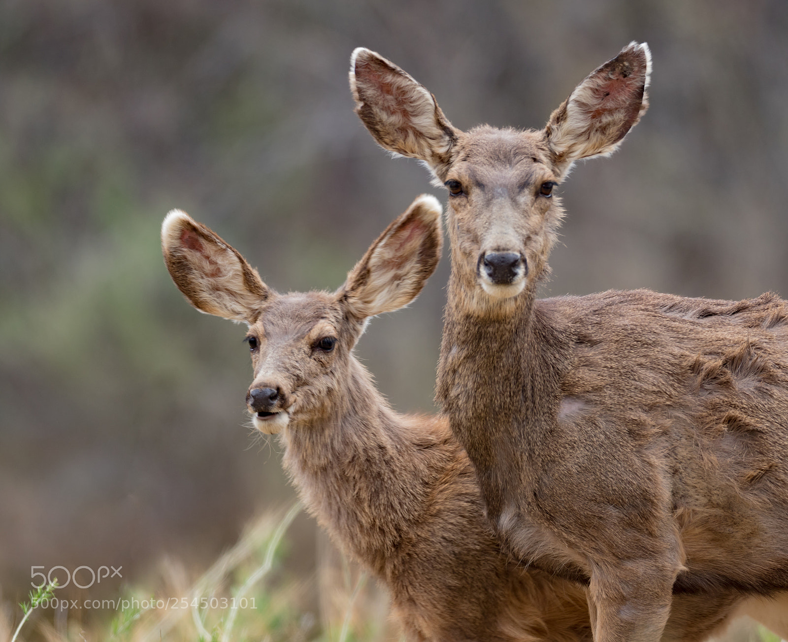 Canon EOS 7D Mark II sample photo. Mule deer of new photography