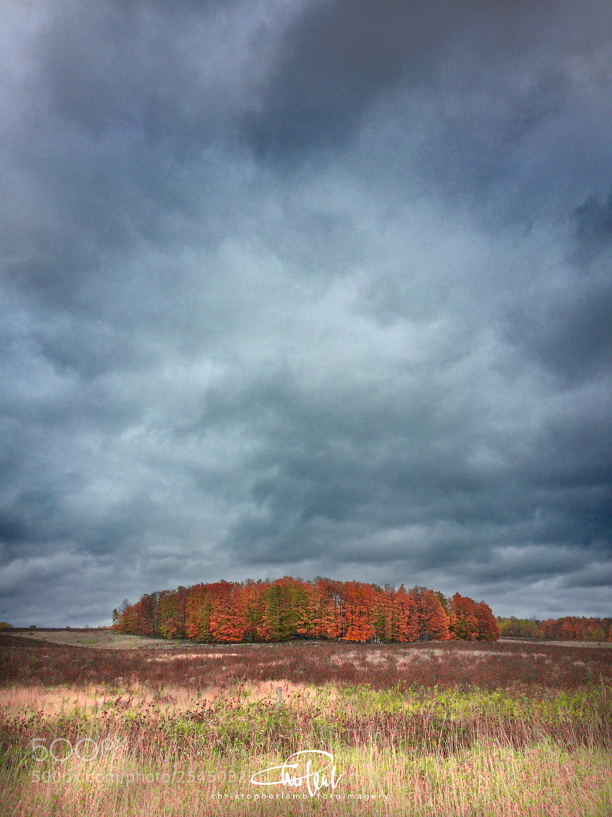 Apple iPhone 5s sample photo. Standing trees photography