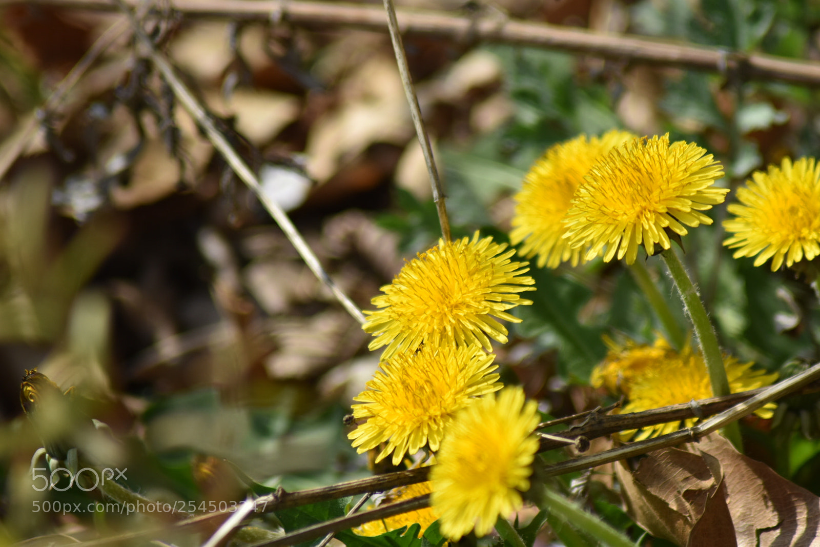Nikon D5500 sample photo. Wild flower photography