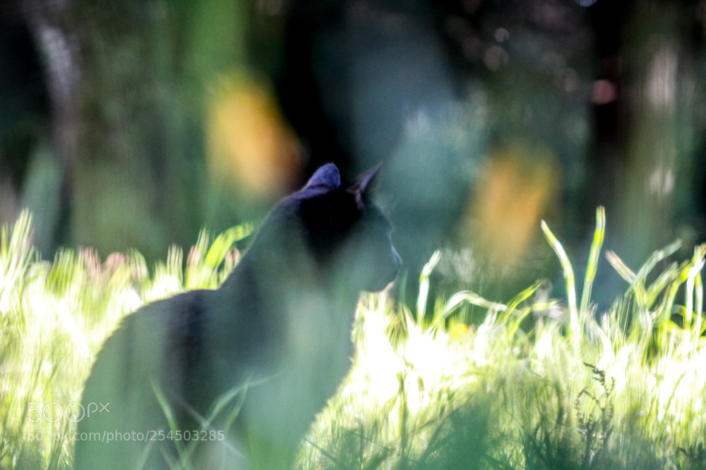Canon EOS 7D sample photo. A dreamy day with photography