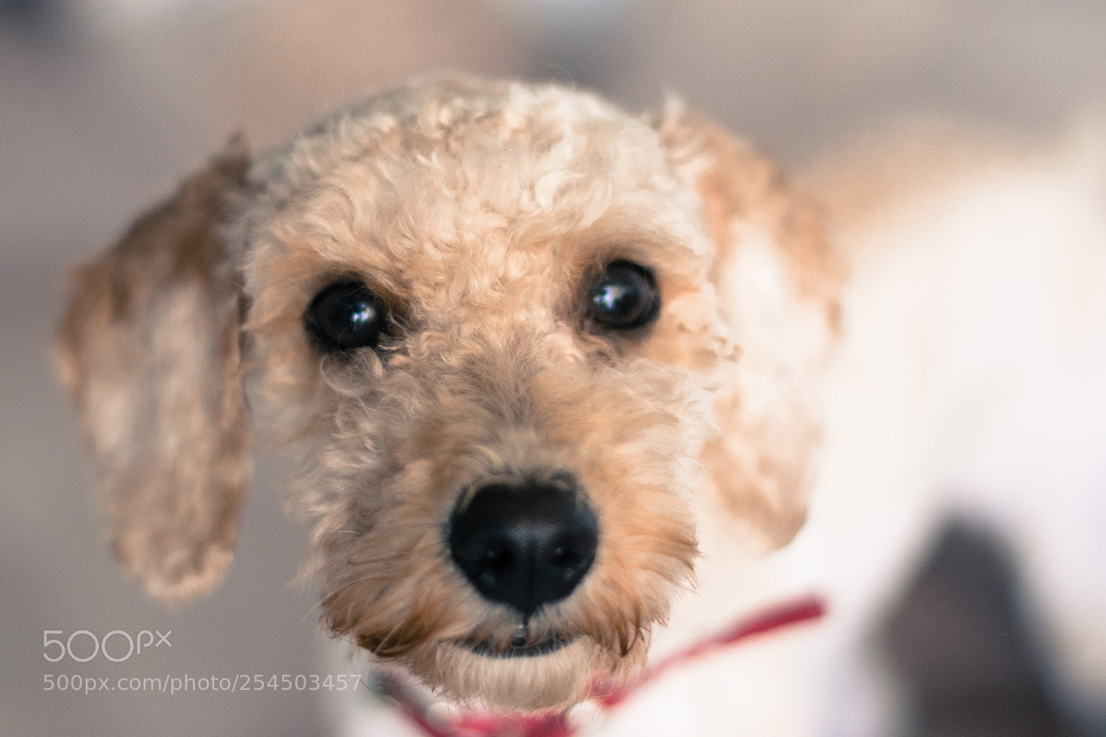 Nikon D3300 sample photo. Poodle photography