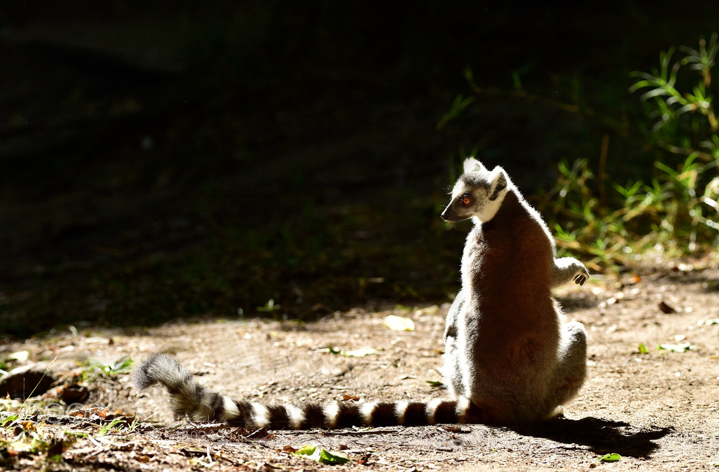 Nikon D4S sample photo. 环尾狐猴 photography