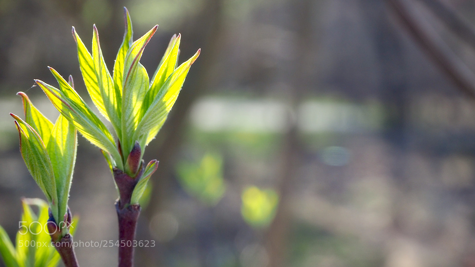 Olympus OM-D E-M10 III sample photo. Blossoming for spring photography