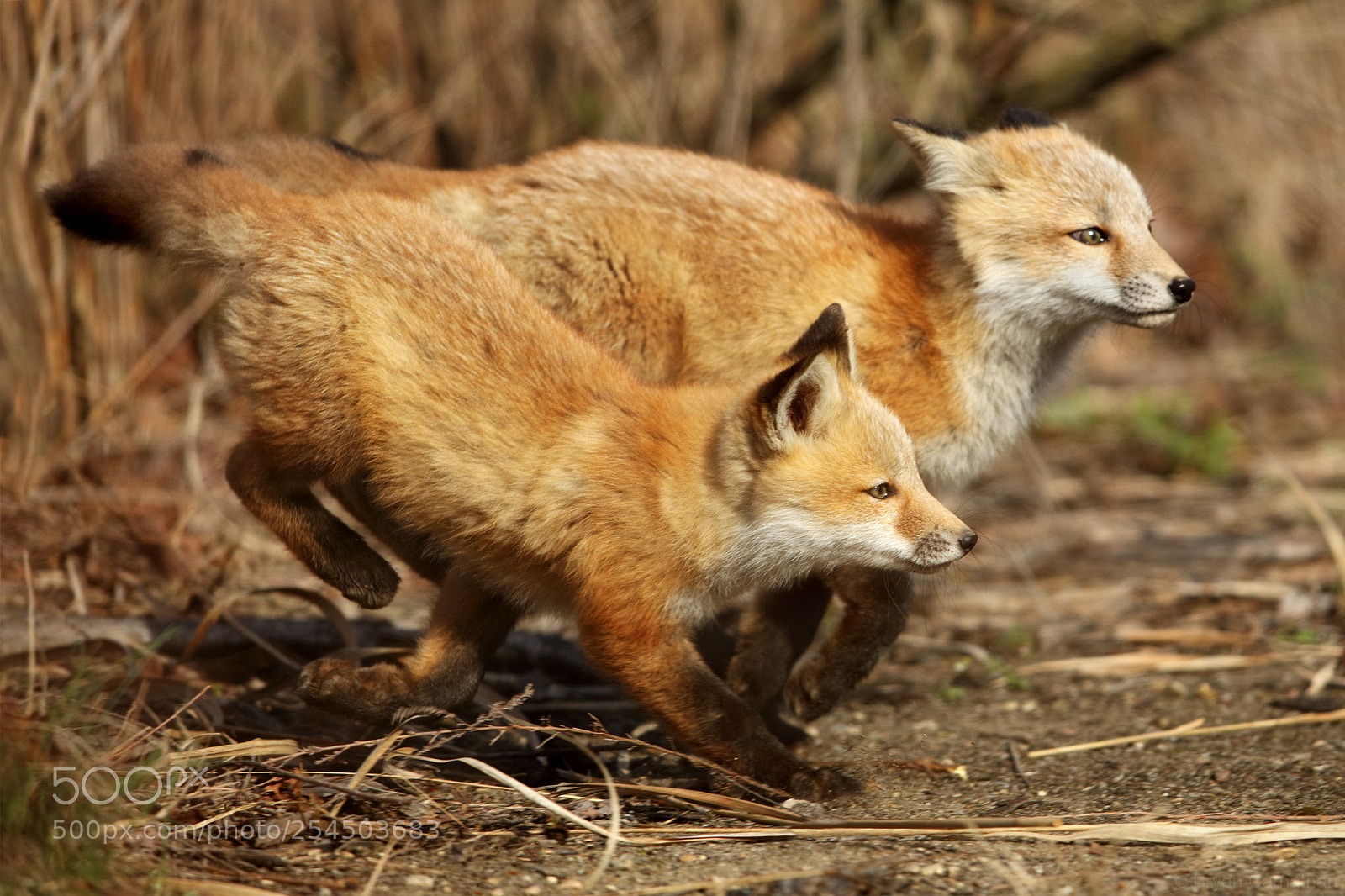 Canon EOS 5DS R sample photo. Running red fox kits photography