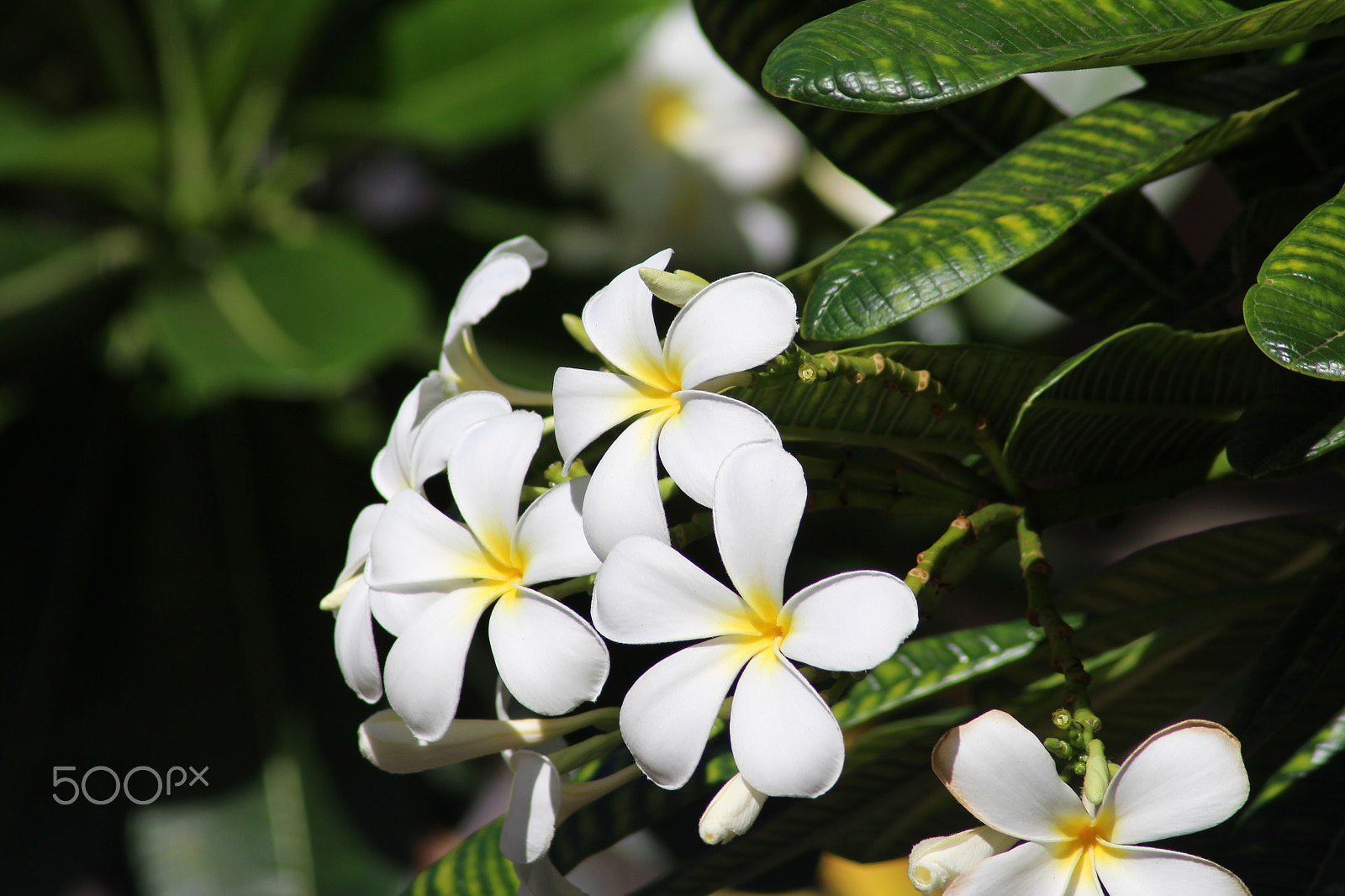 Canon EOS 700D (EOS Rebel T5i / EOS Kiss X7i) sample photo. "white bird of paradise" photography
