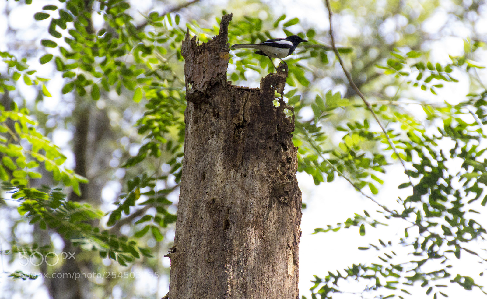 Canon EOS 600D (Rebel EOS T3i / EOS Kiss X5) sample photo. The fallen tower photography