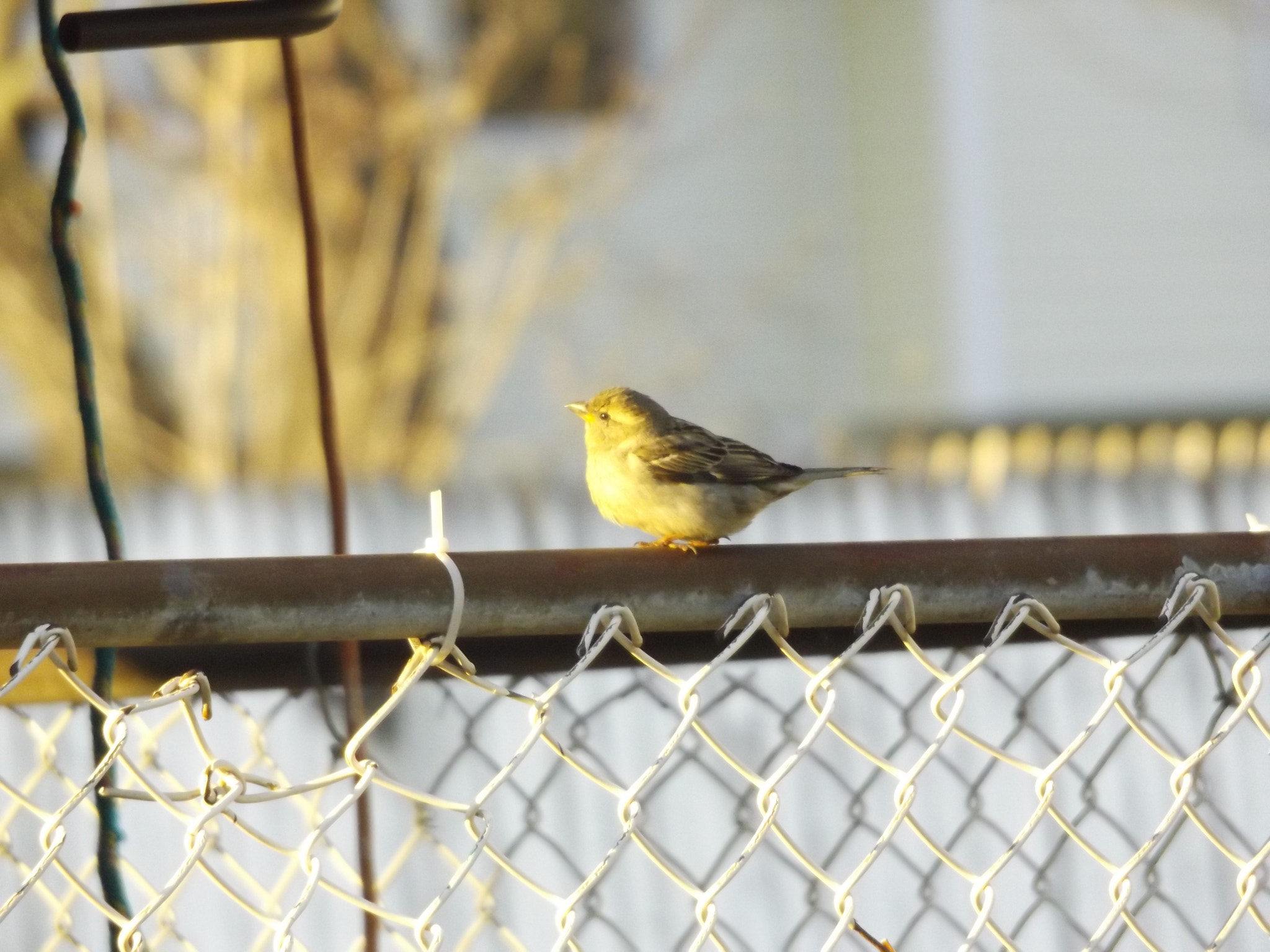 Fujifilm FinePix S8600 sample photo