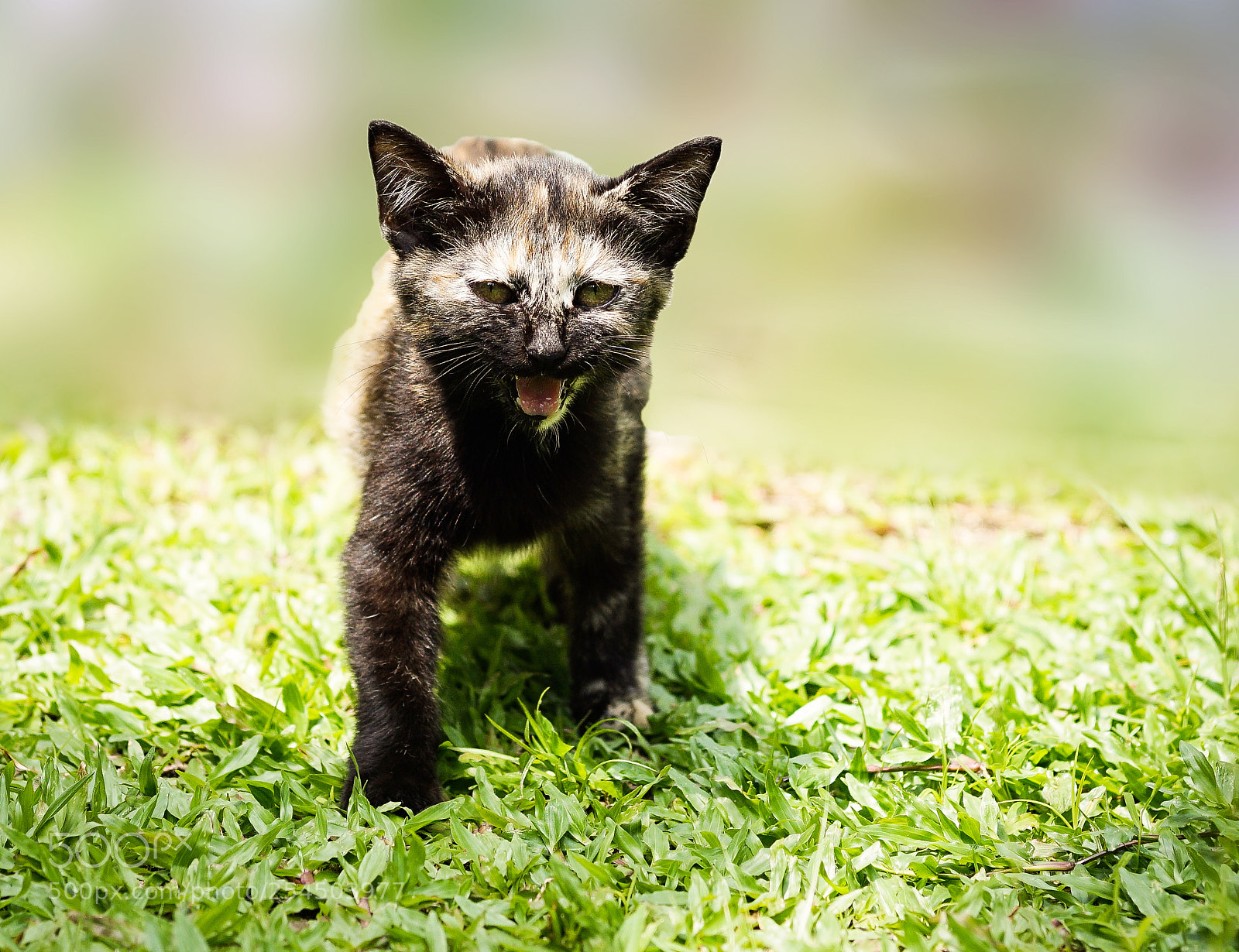 Sony a6000 sample photo. Caturday photography
