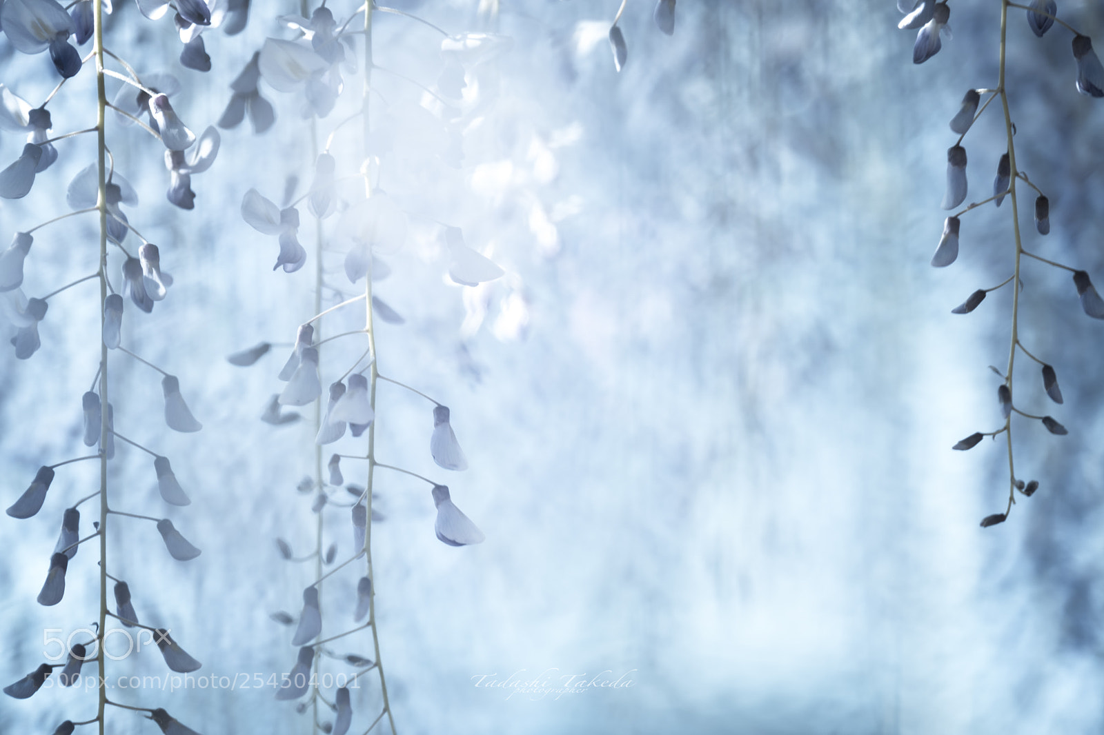 Sony a7 III sample photo. Swaying feelings photography