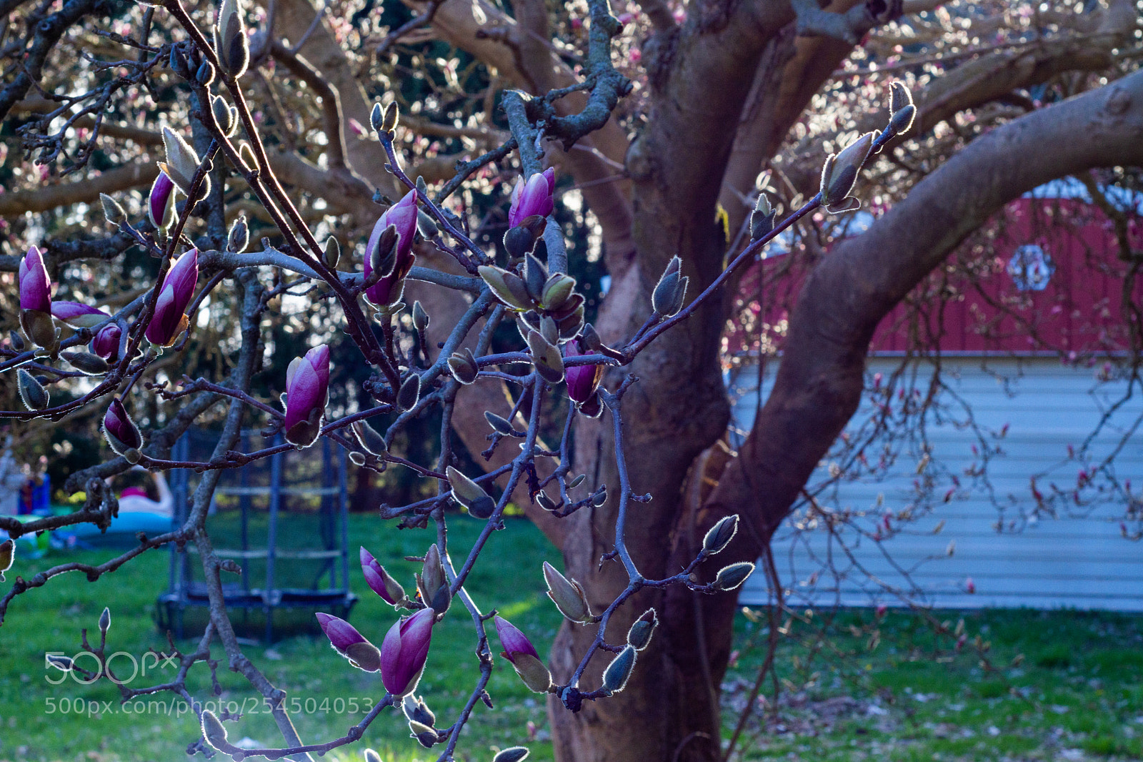 Nikon D7200 sample photo. Tree_shine photography