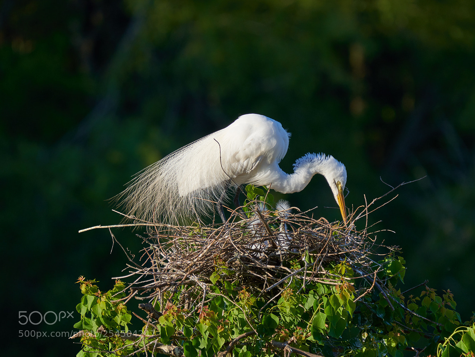Sony a7R III sample photo. Great egret with chicks photography