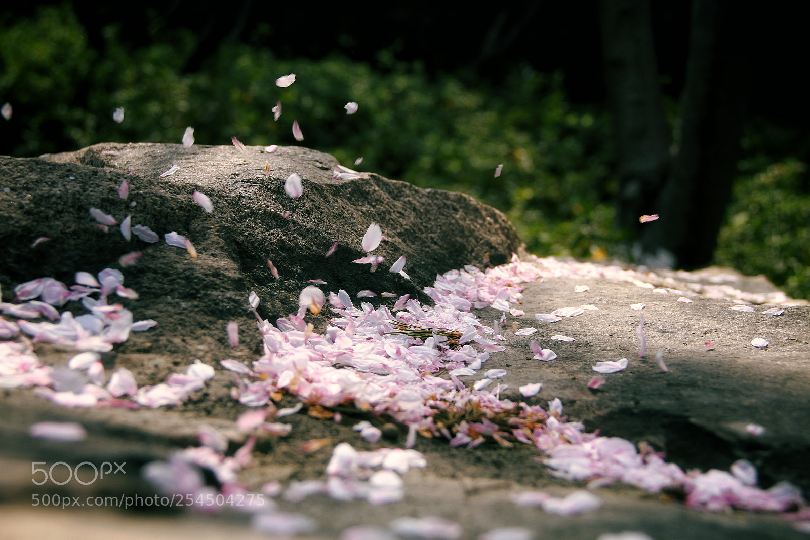 Canon EOS 7D sample photo. 落樱 photography