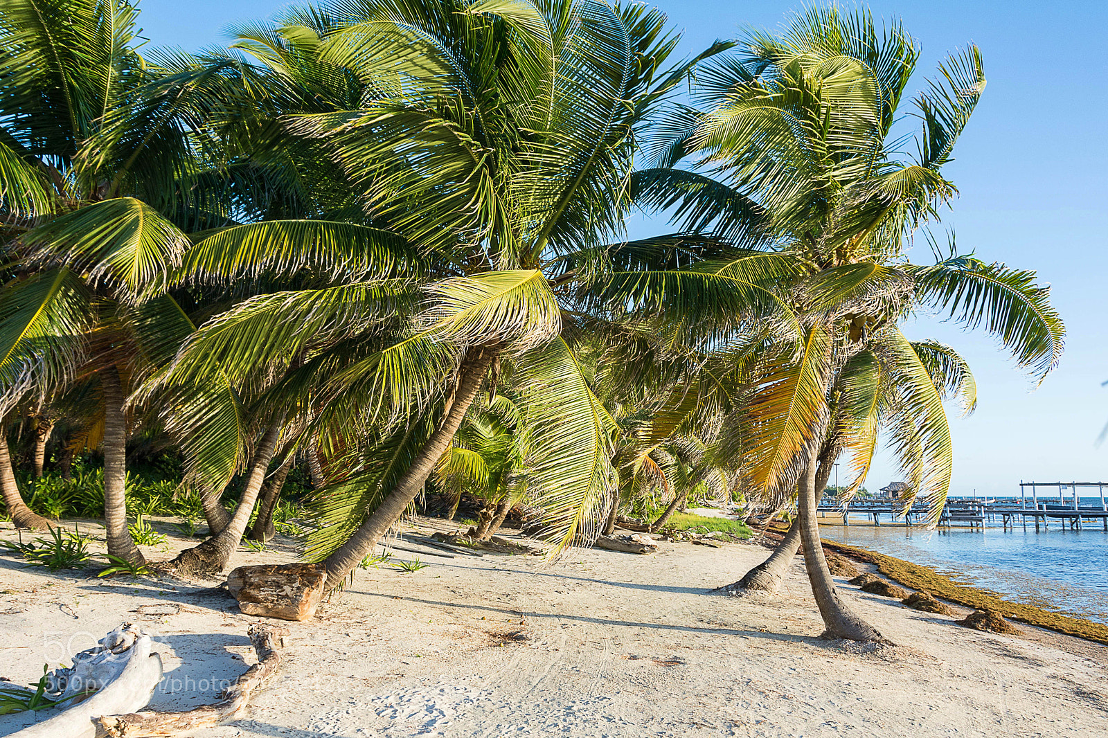 Nikon D7100 sample photo. Palm trees on the photography