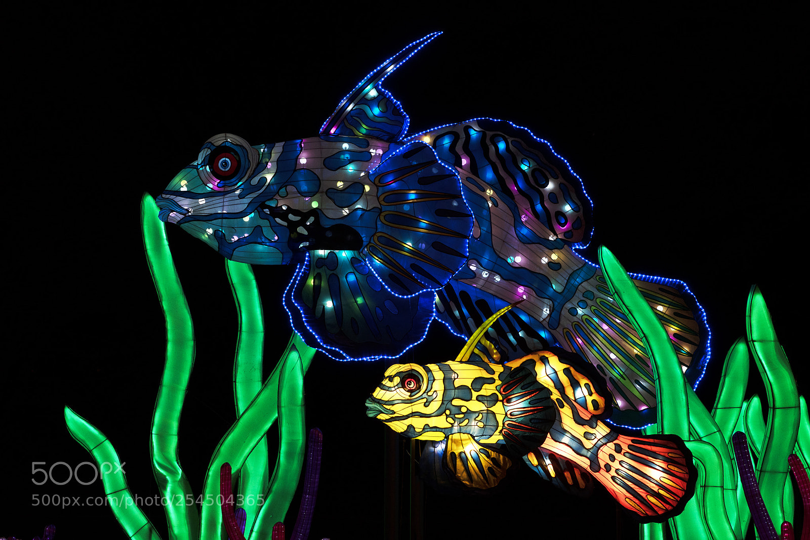 Sony a7R III sample photo. Neon fish - light photography