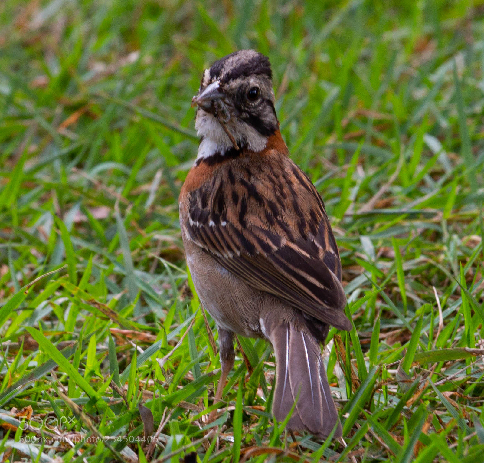 Canon EOS 70D sample photo. Img photography