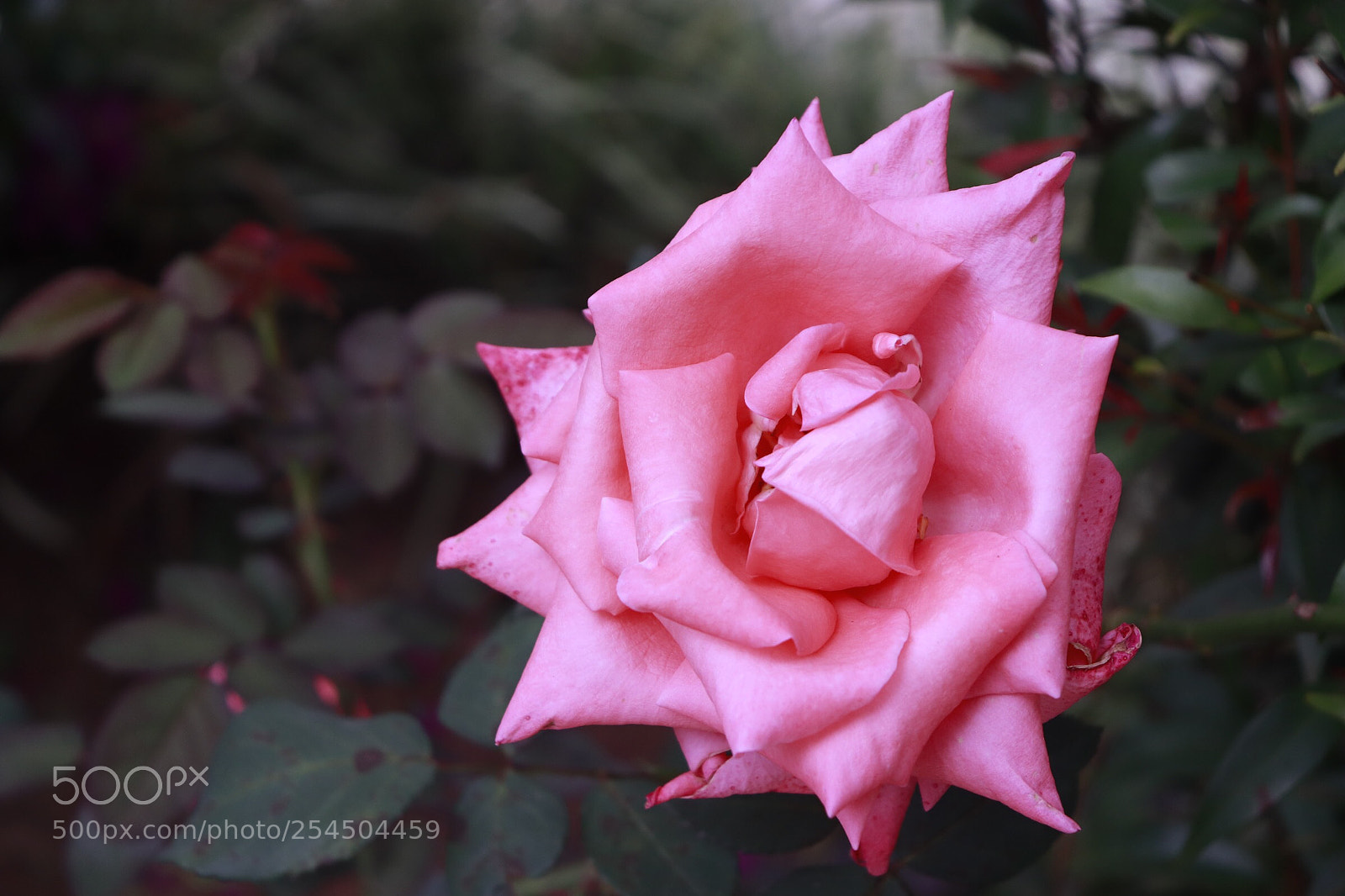 Canon EOS 800D (EOS Rebel T7i / EOS Kiss X9i) sample photo. Art of nature photography