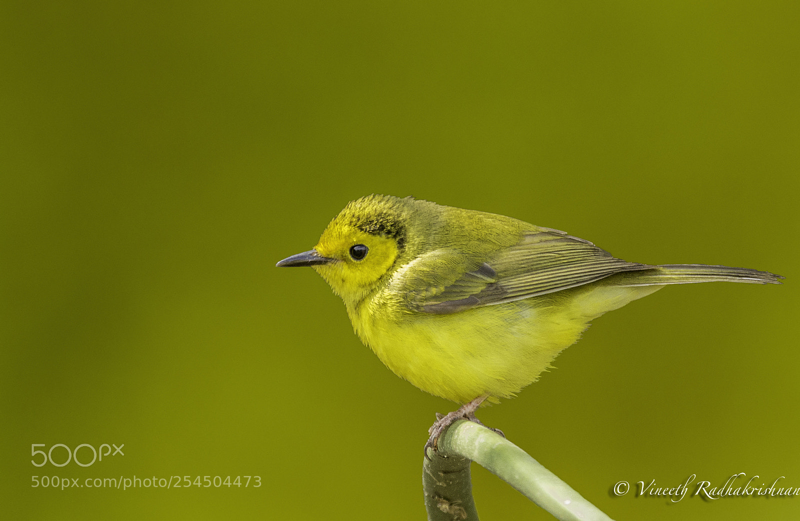 Nikon D7100 sample photo. Immature hooded warbler photography