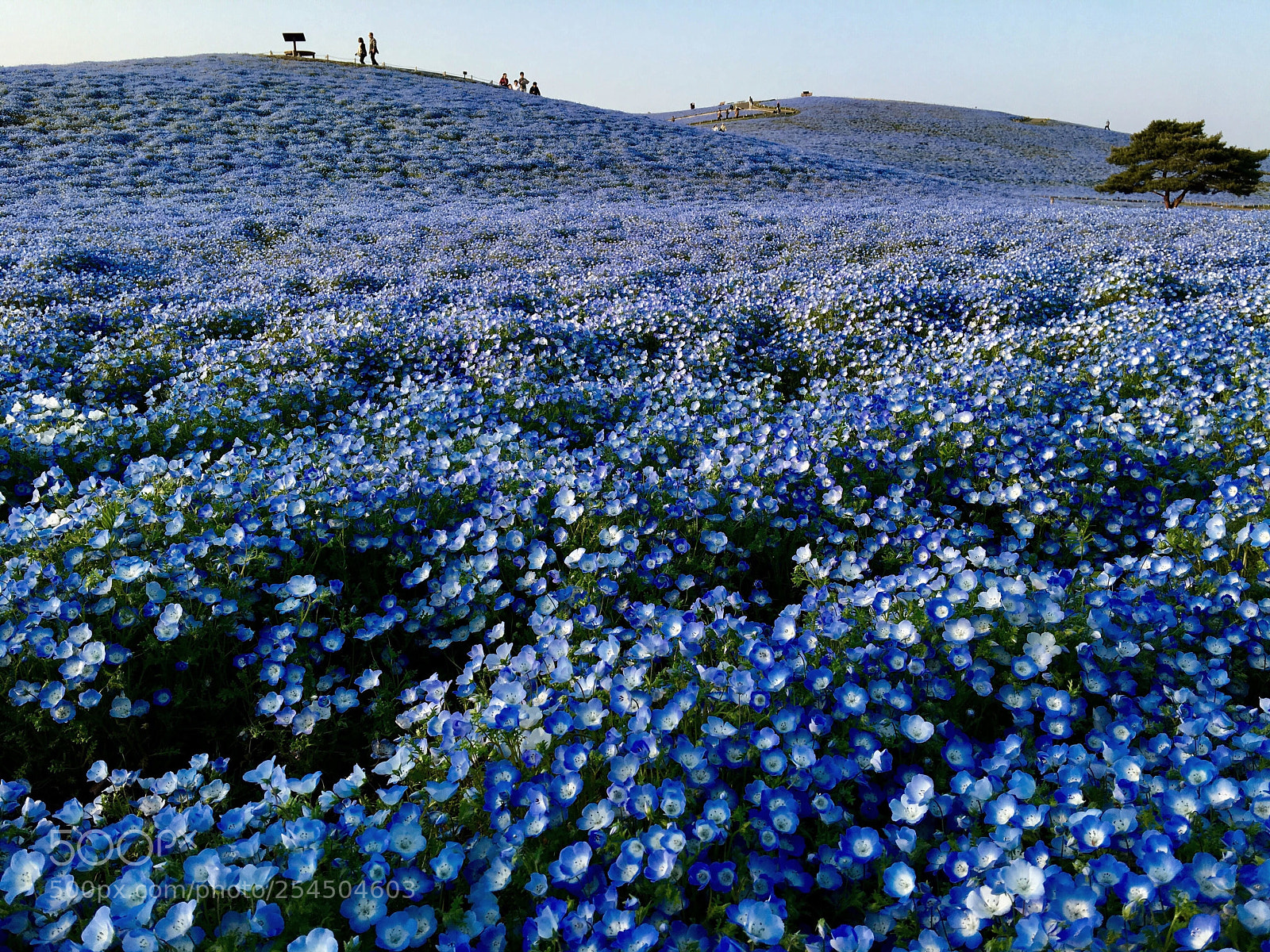 Apple iPhone 6s Plus sample photo. The hill of nemophila. photography
