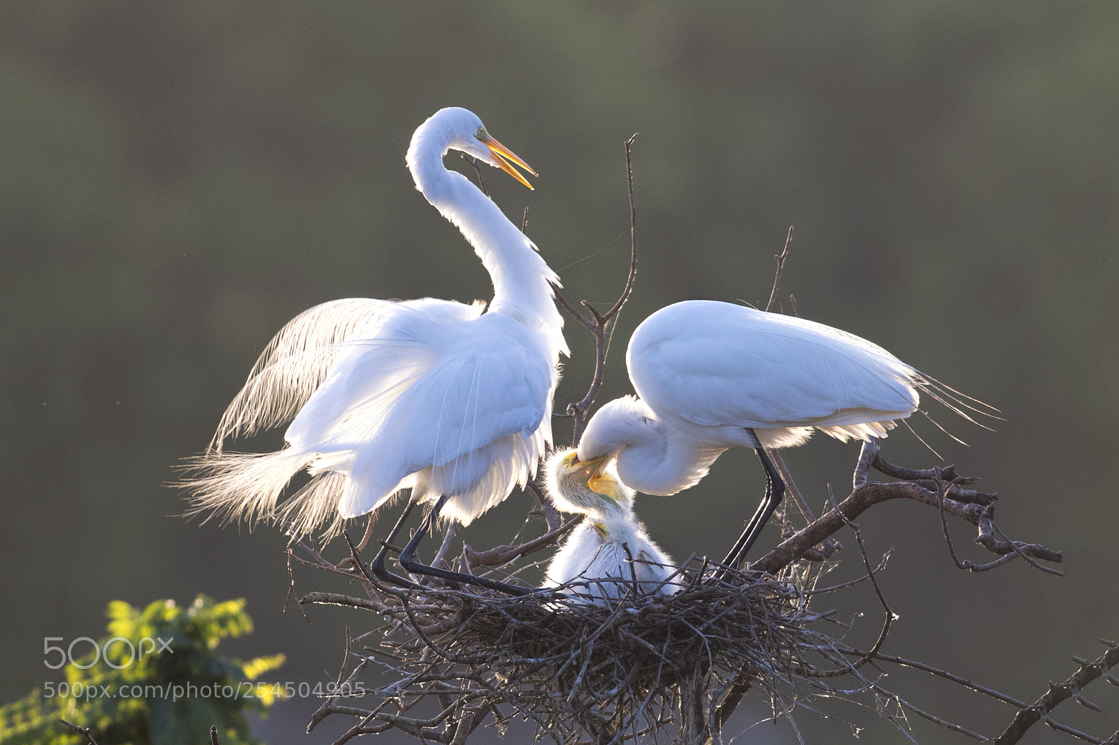 Canon EOS-1D X Mark II sample photo. Feeding time photography