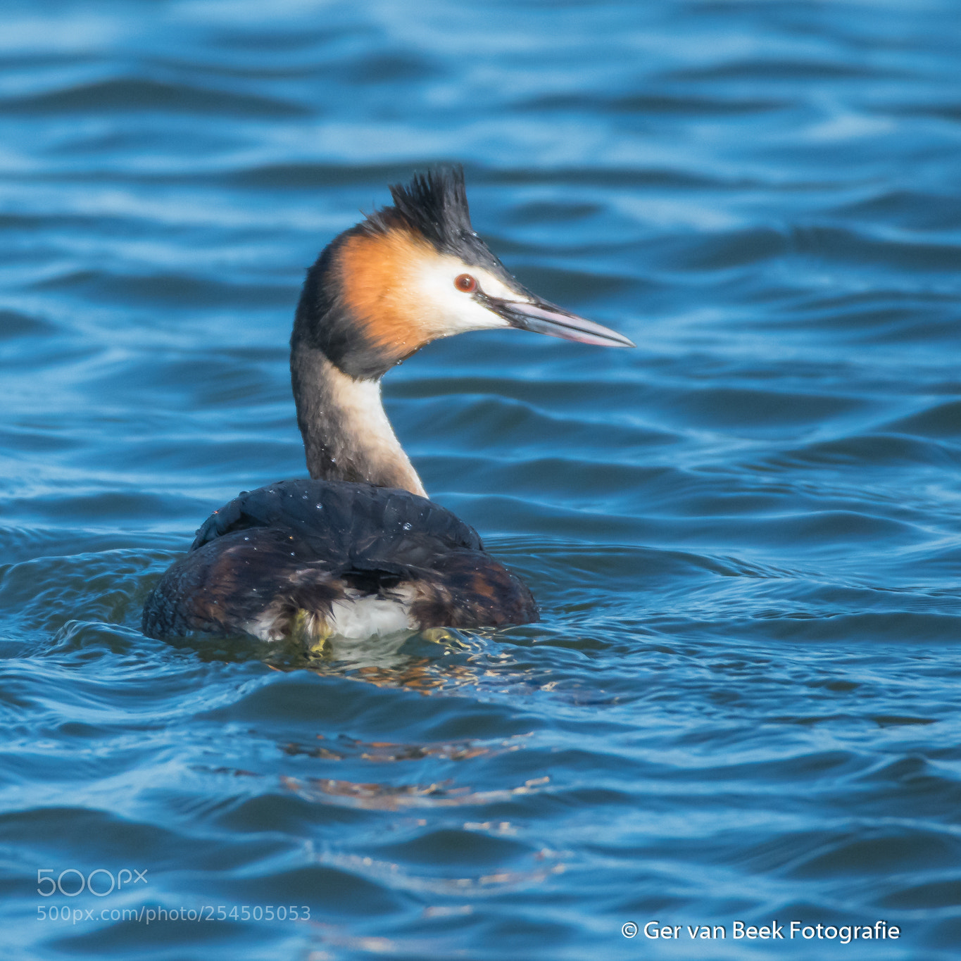 Nikon D7500 sample photo. Great crested grebe photography