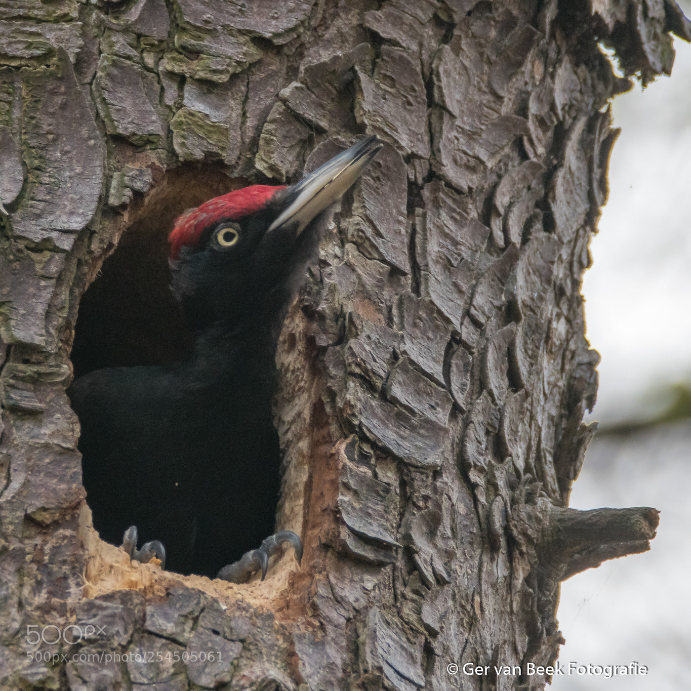 Nikon D7500 sample photo. Black woodpecker photography