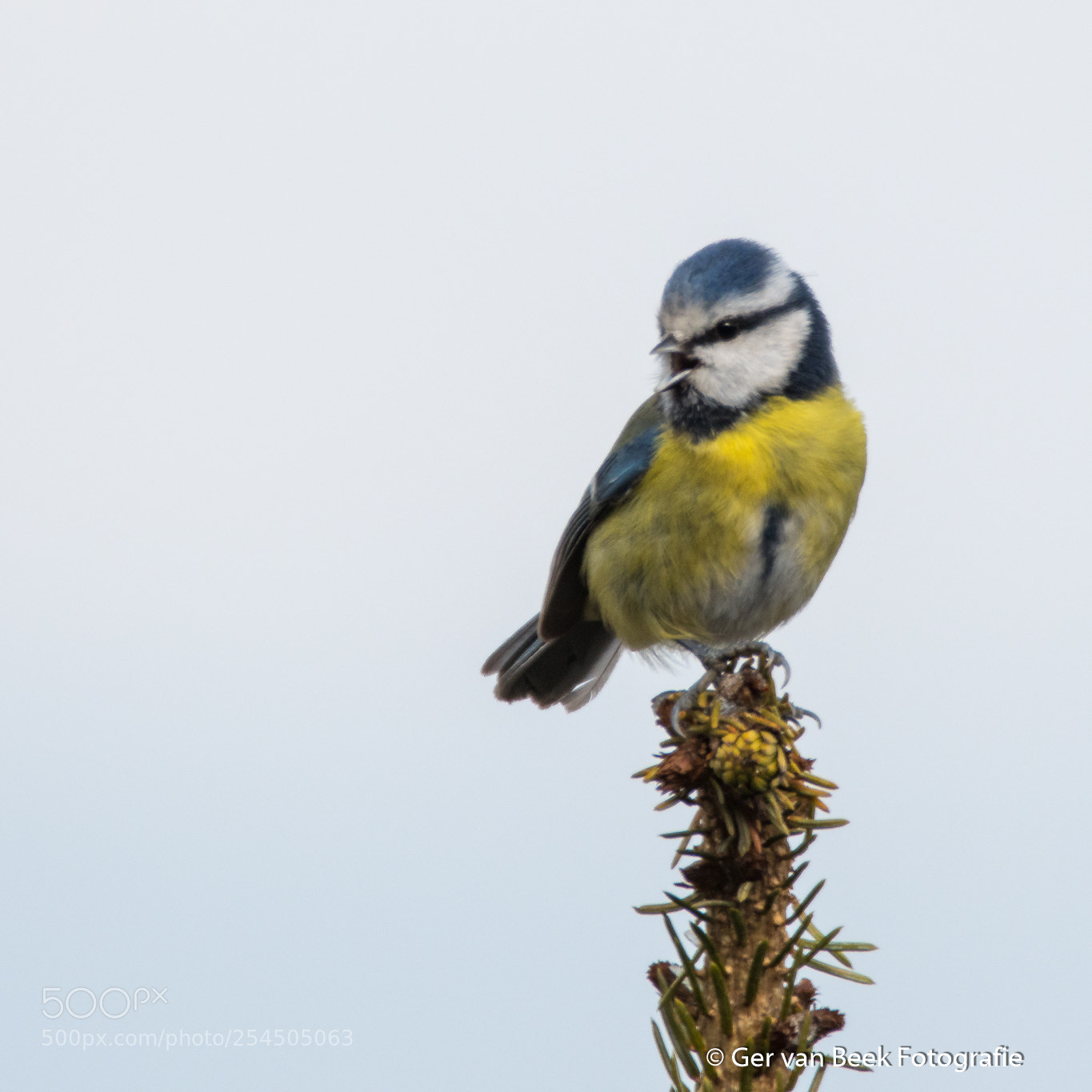 Nikon D7500 sample photo. Eurasian blue tit photography