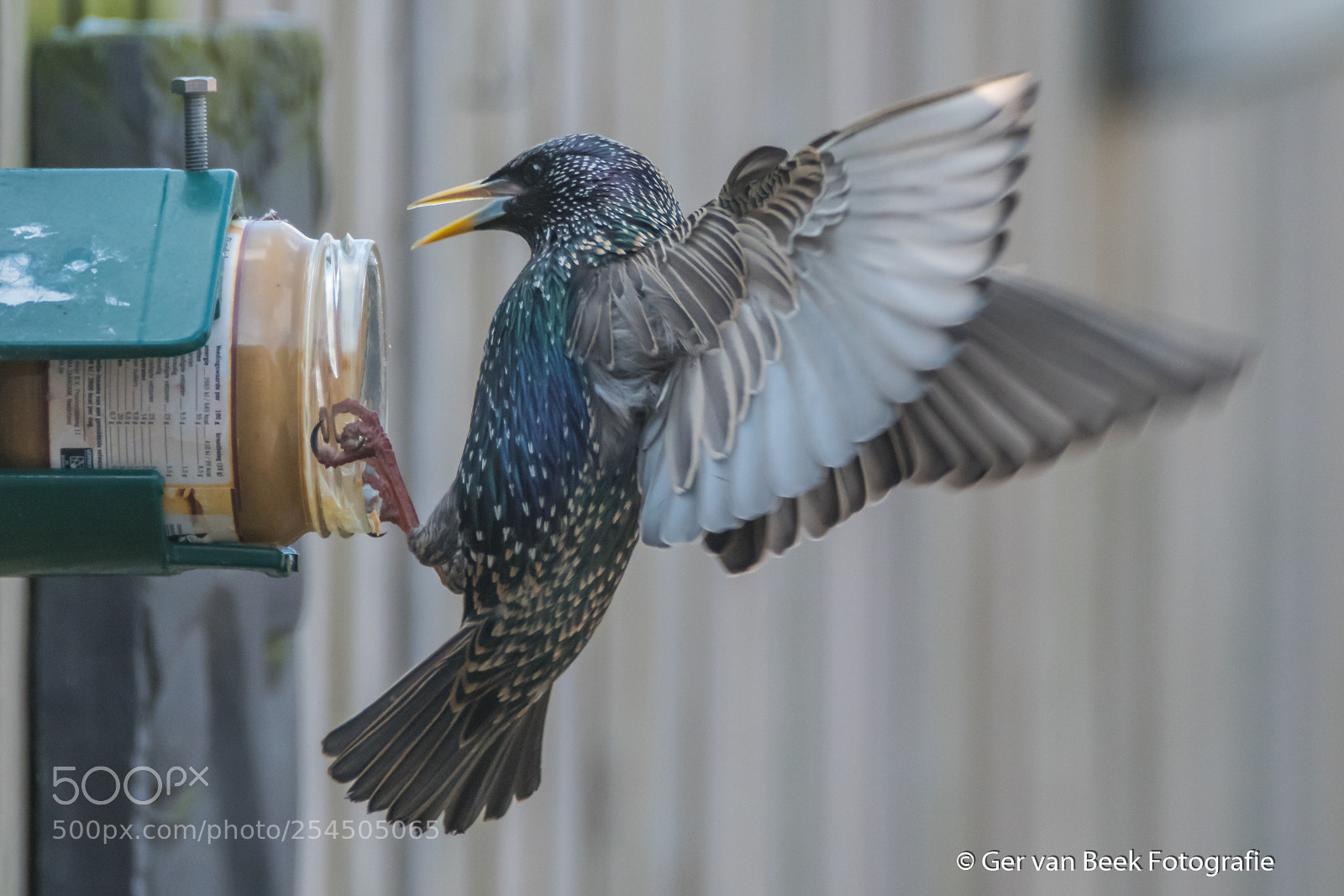 Nikon D7500 sample photo. Common starling photography