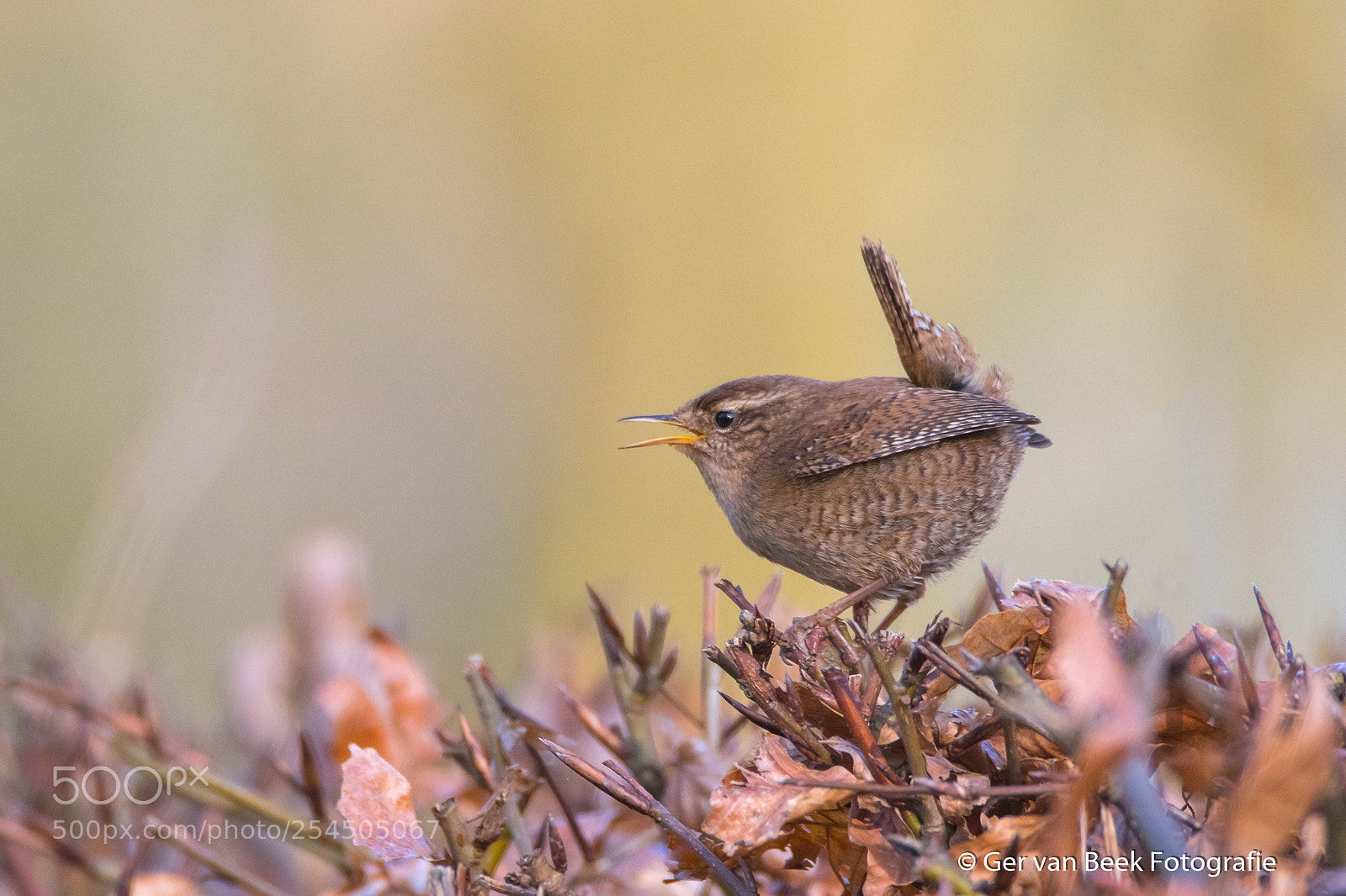 Nikon D7500 sample photo. Eurasian wren photography