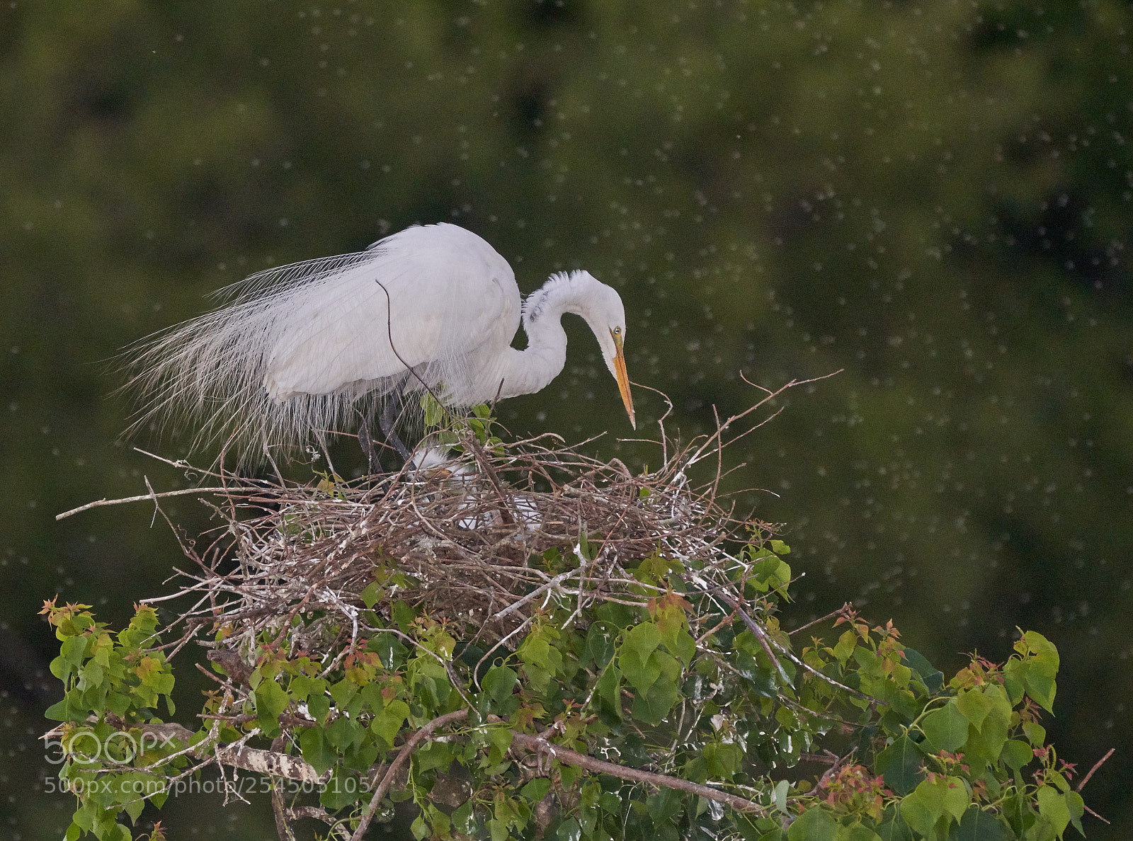 Sony a7R III sample photo. Great egret with chicks photography