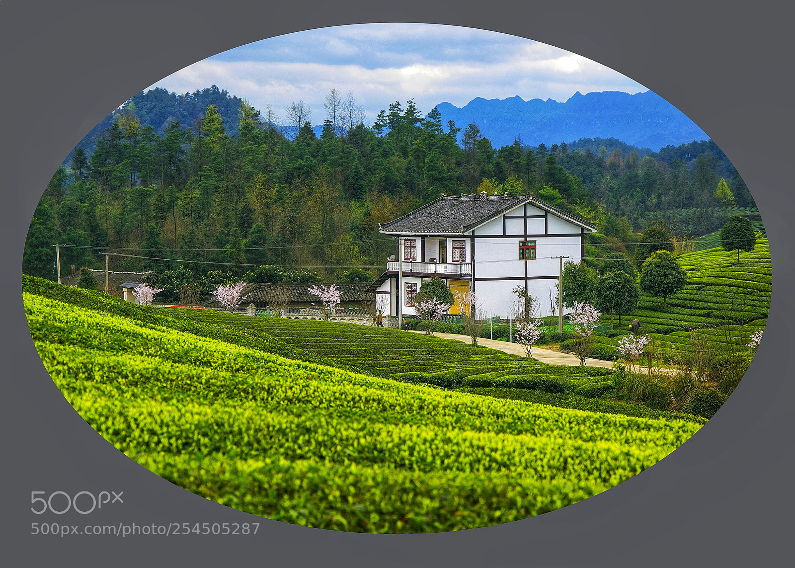 Nikon D3300 sample photo. Tea photography
