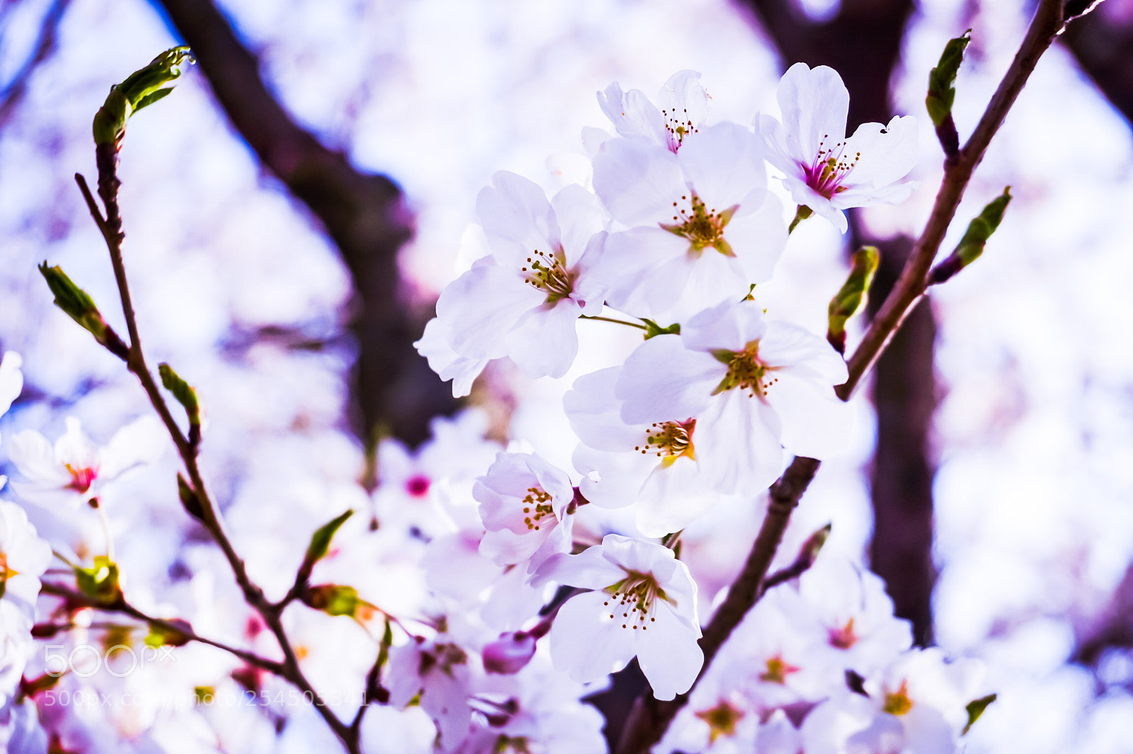 Sony a6000 sample photo. Spring time is the photography