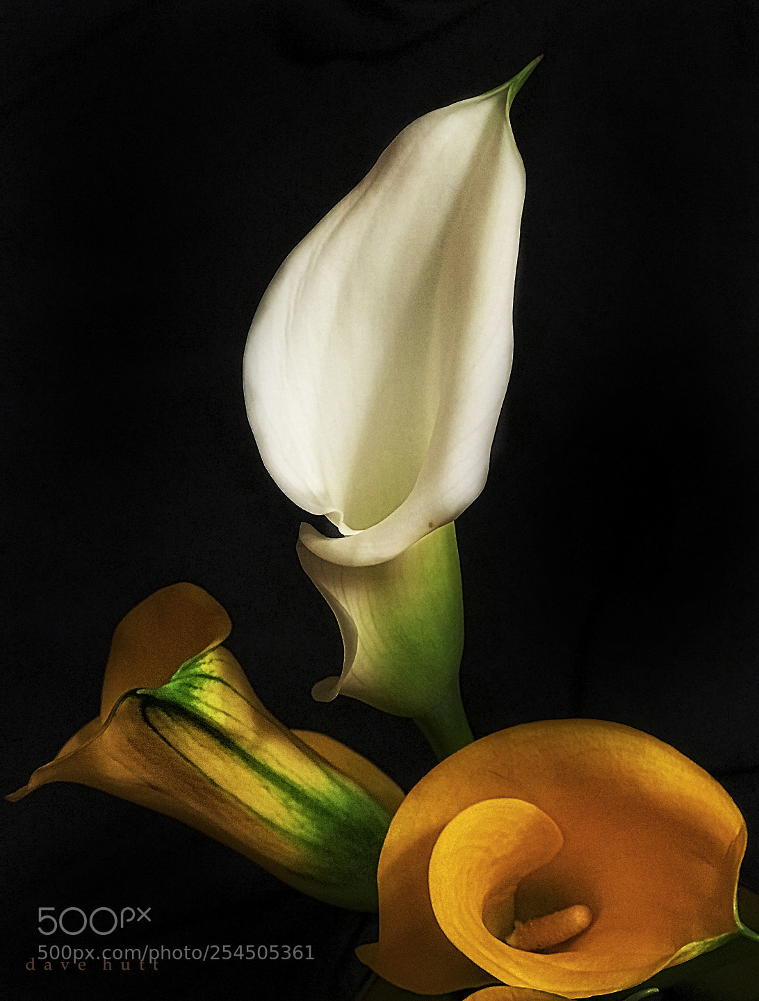 Apple iPhone 7 Plus sample photo. Tabletop lilies photography
