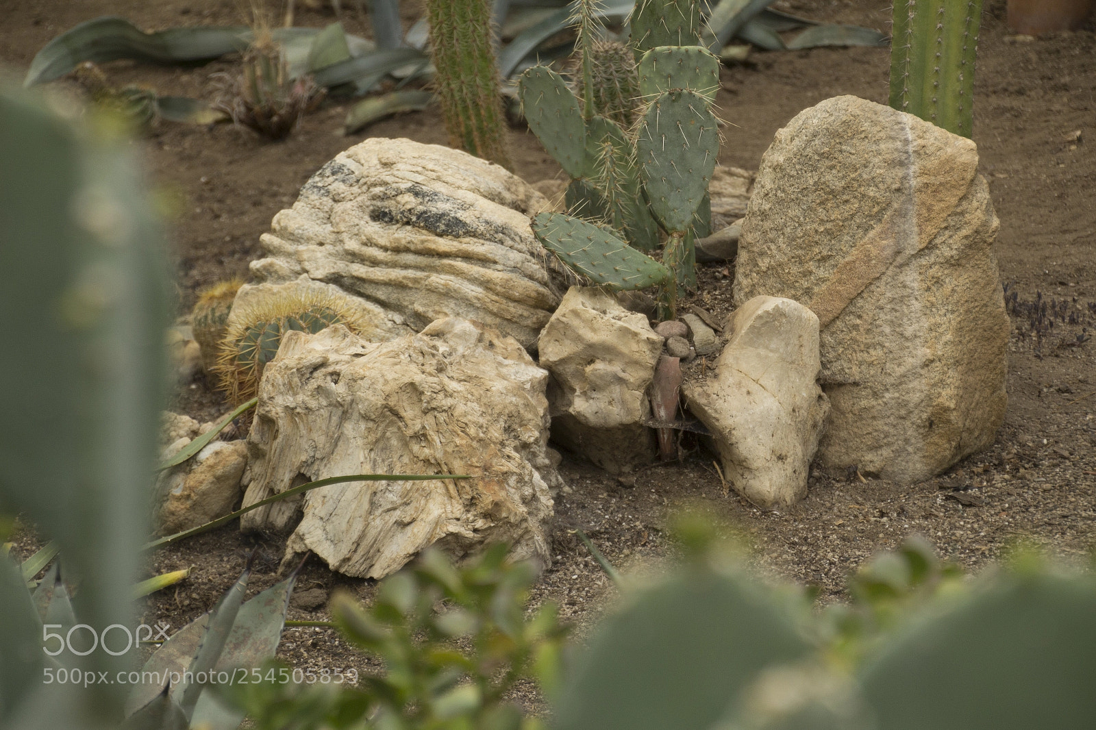 Canon EOS 1200D (EOS Rebel T5 / EOS Kiss X70 / EOS Hi) sample photo. Cacti and rocks. photography