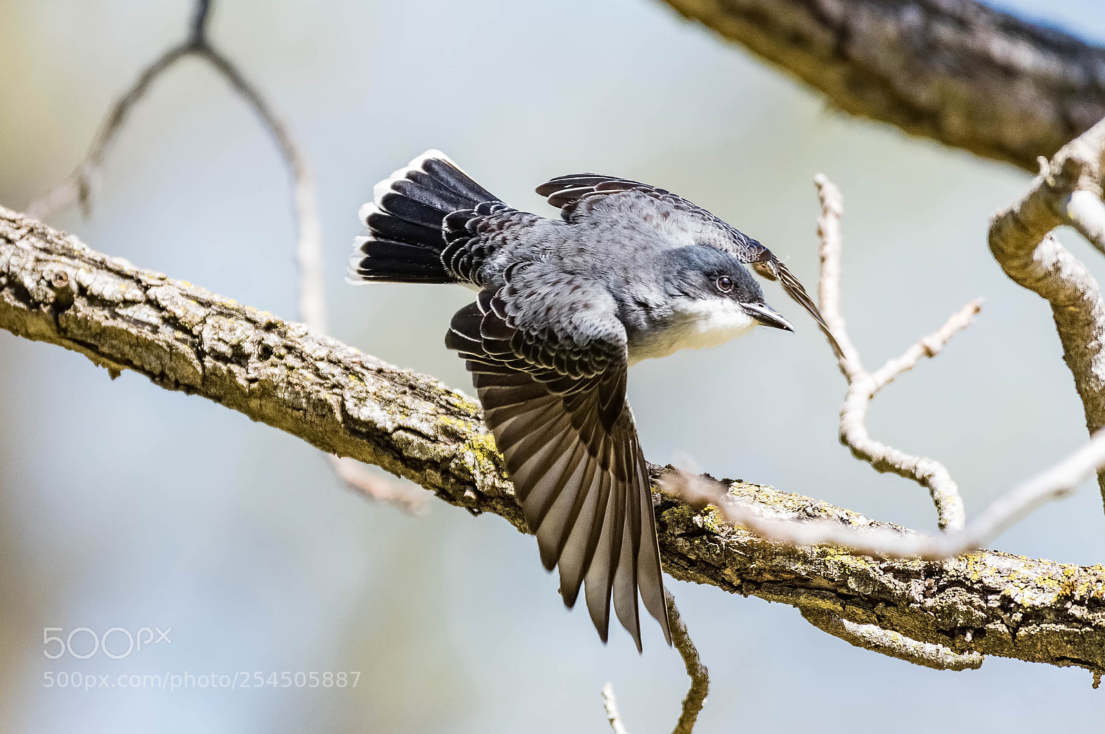 Nikon D500 sample photo. Kingbird photography